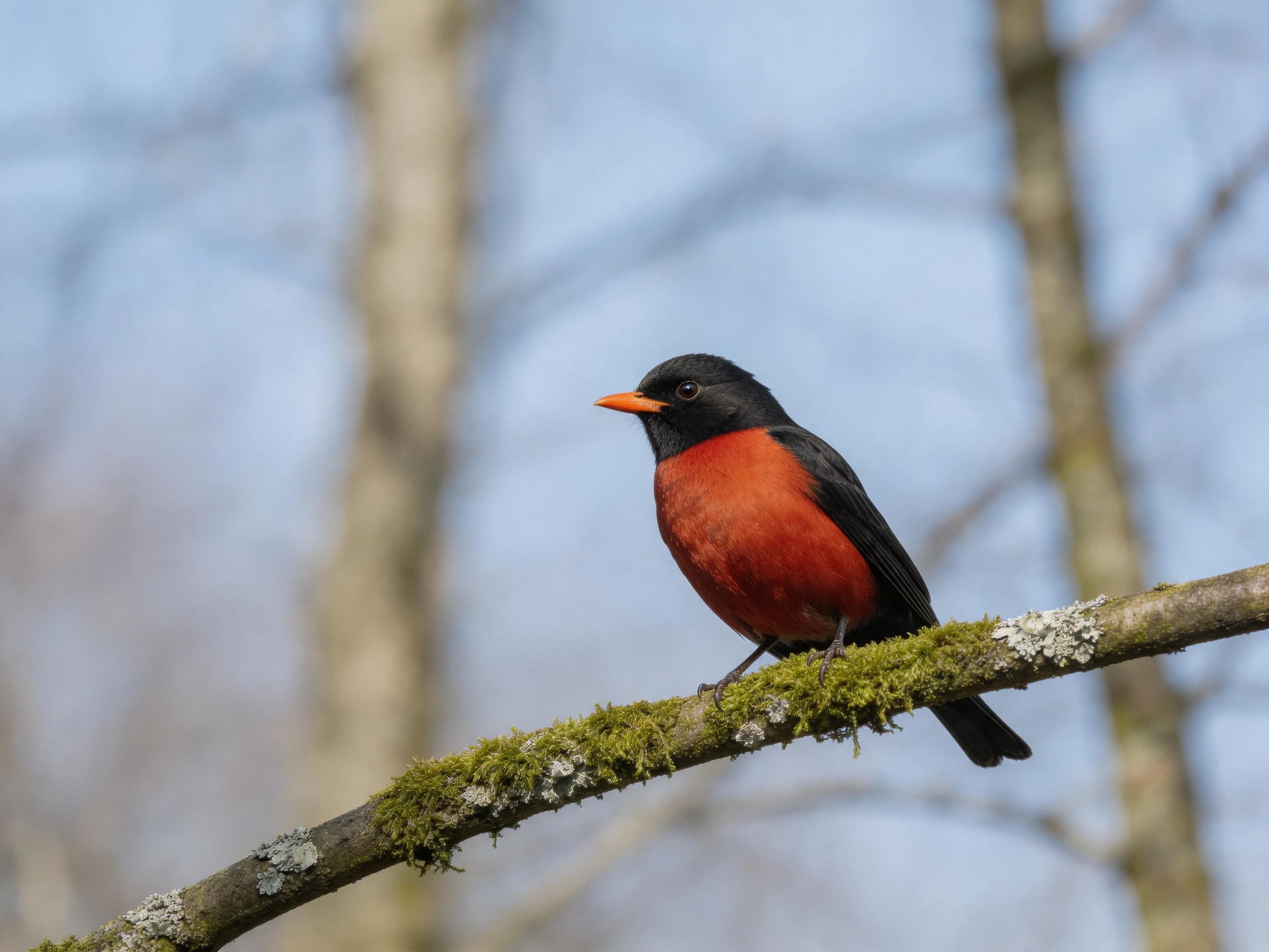 Black and red bird perched on mossy lichen-covered branch