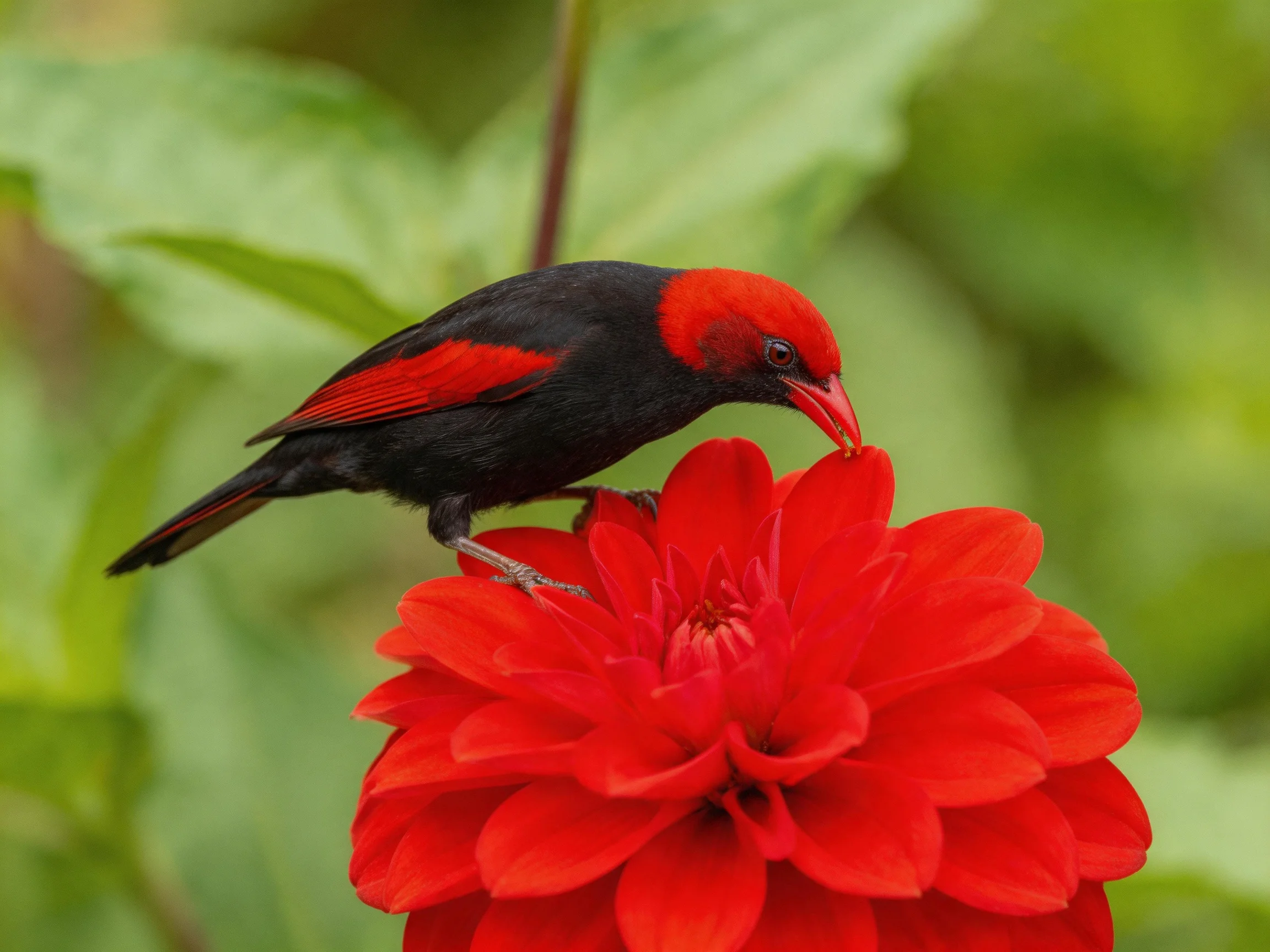 Black and red bird perched on vibrant red flower