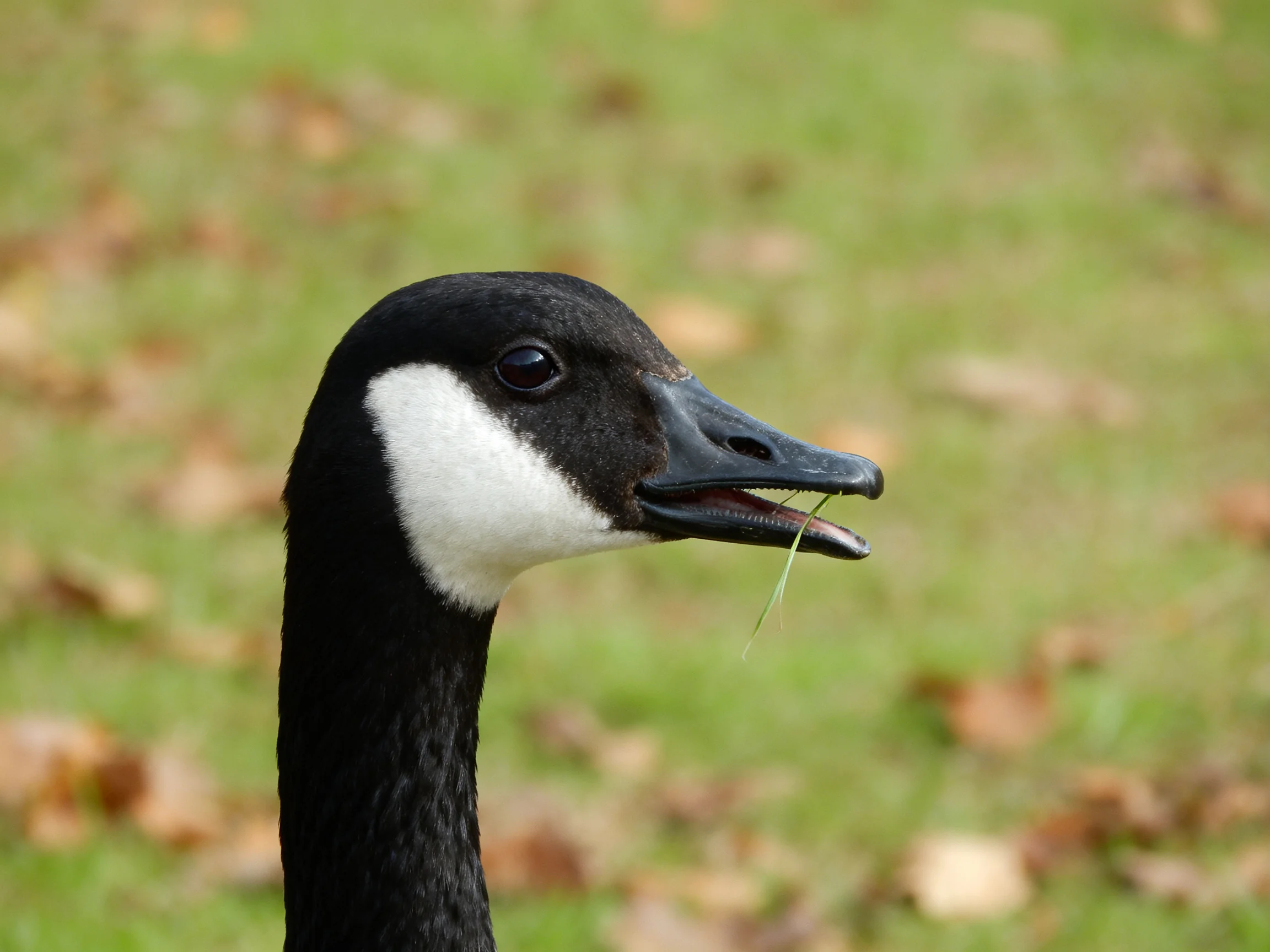 Black and white Canada goose holding grass