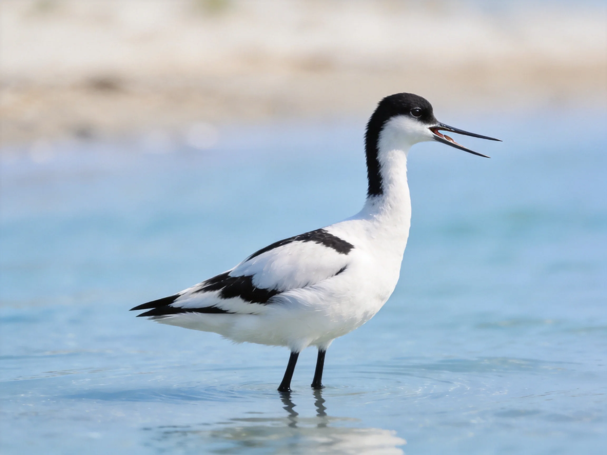 Black-and-white avocet standing in shallow coastal waters