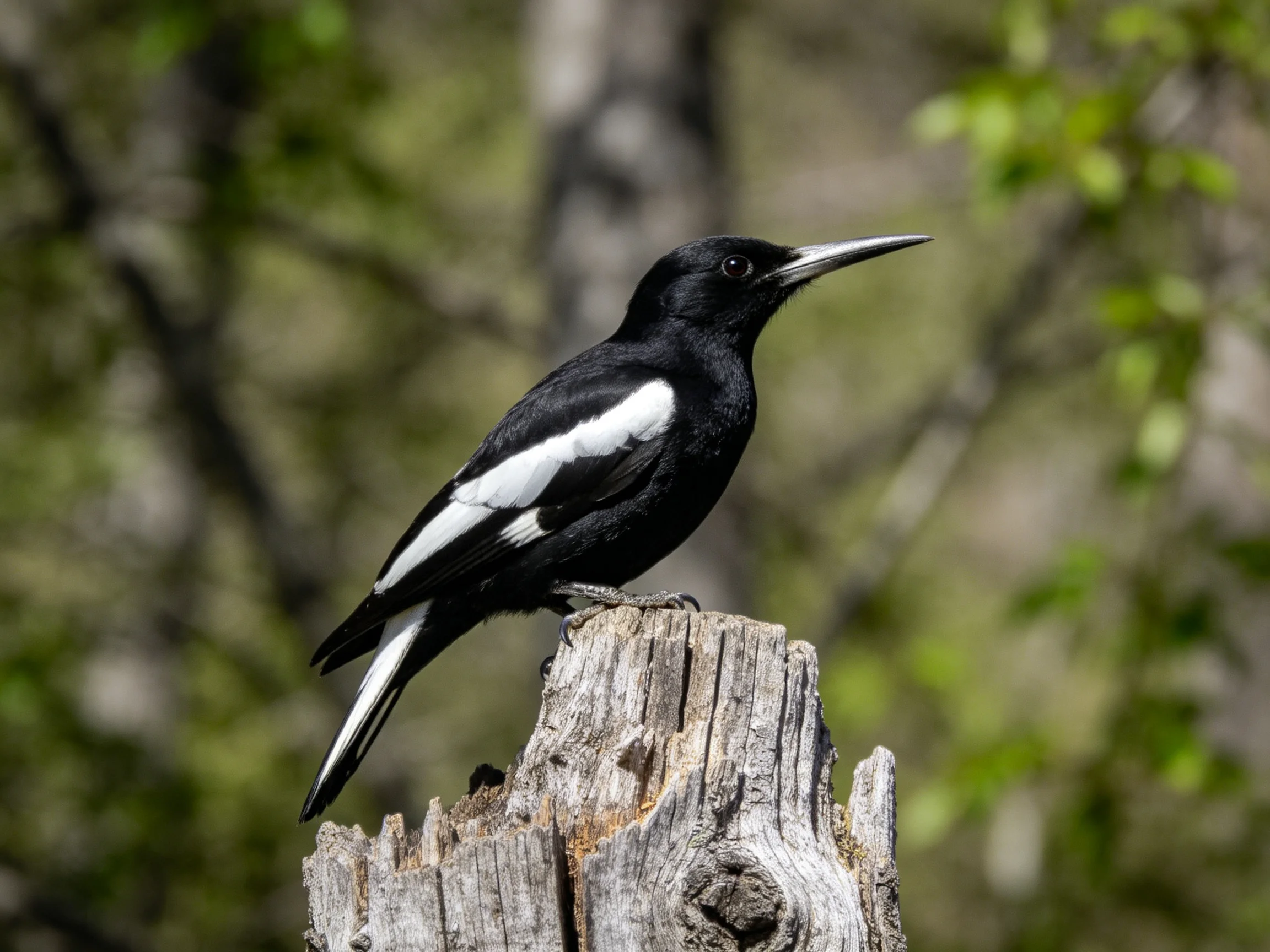 Black and white bird perched on a weathered tree stump