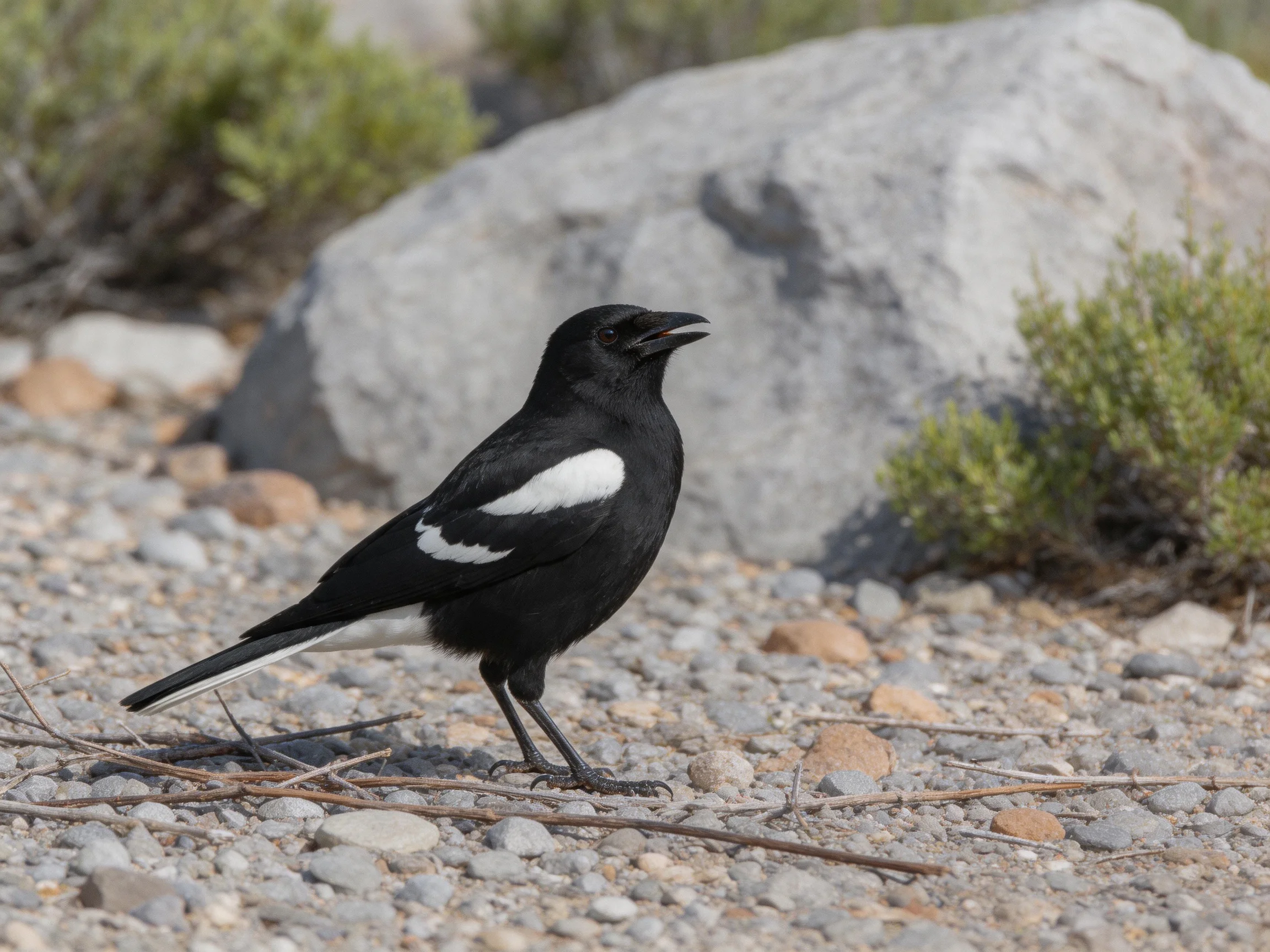 Black and white bird perched on pebbly terrain near large boulder and shrub