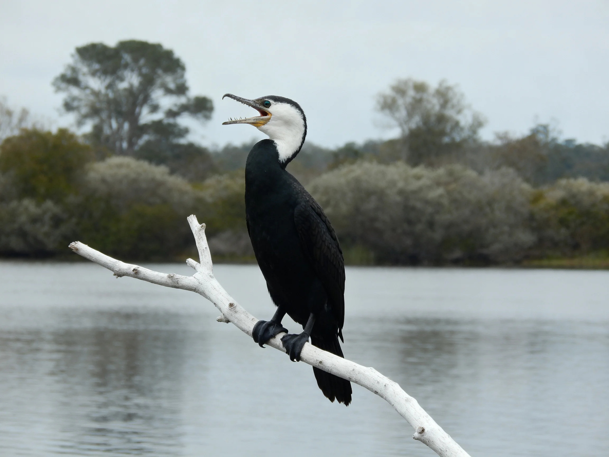Black and white bird resting on white branch by tranquil water