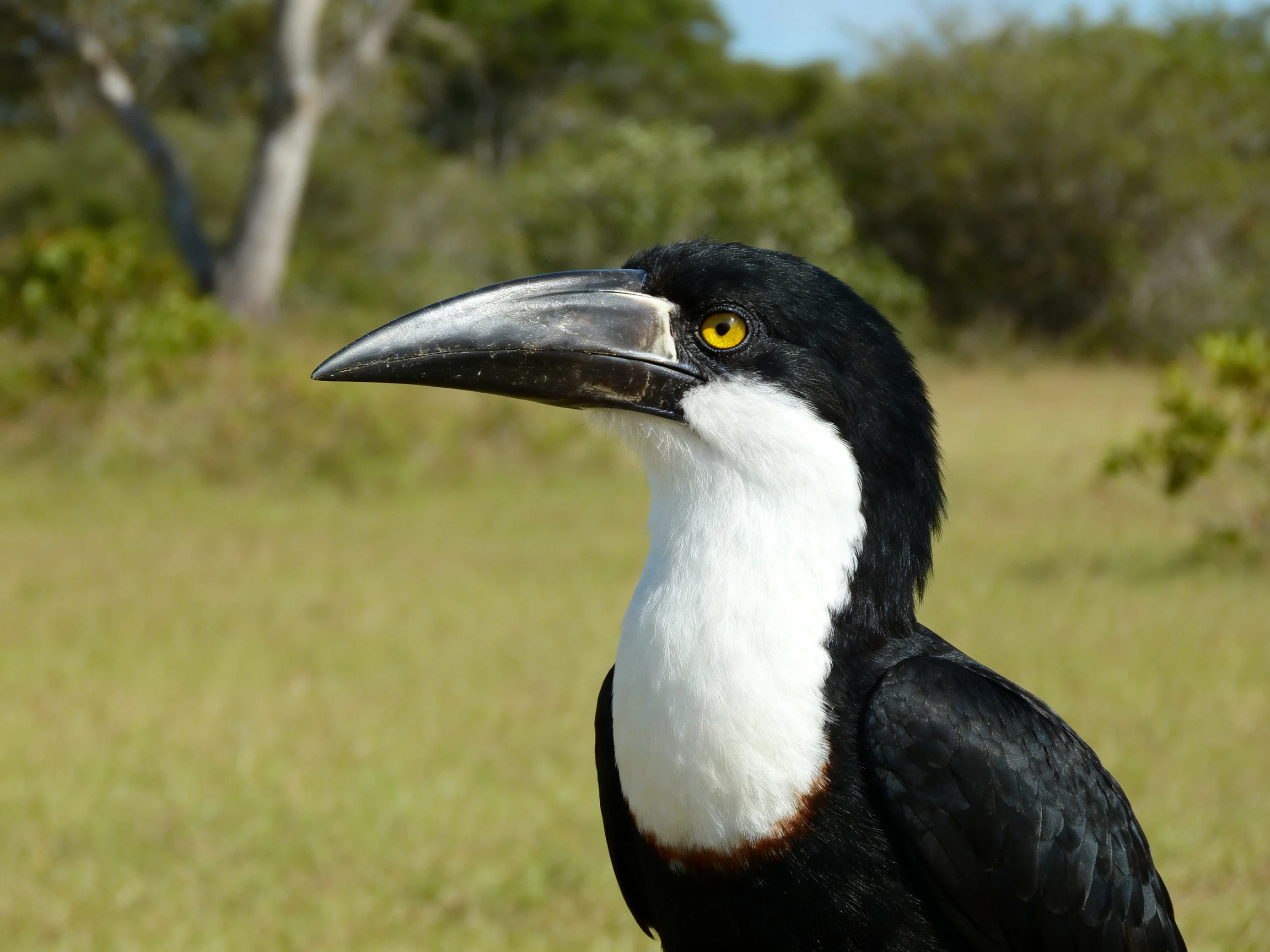 Black and white bird with large beak in grassy landscape