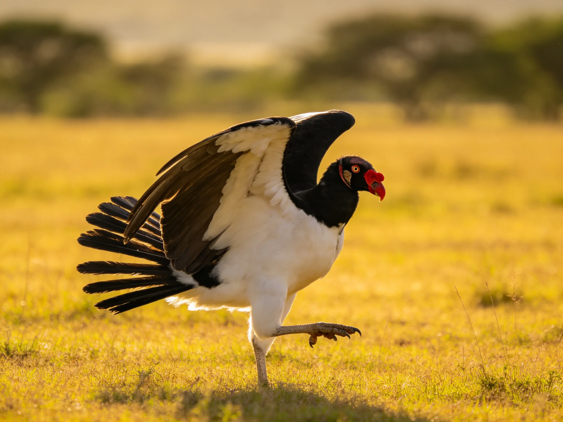 A black and white bird with a red beak traverses golden savanna landscape.