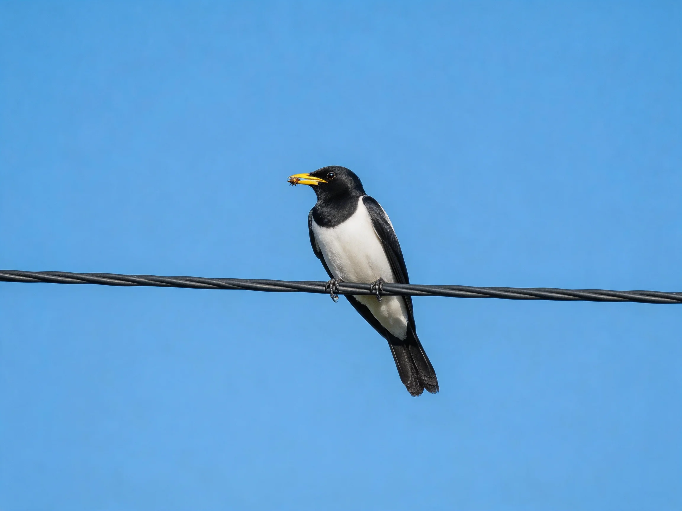 Black and white bird with yellow beak perched on wire