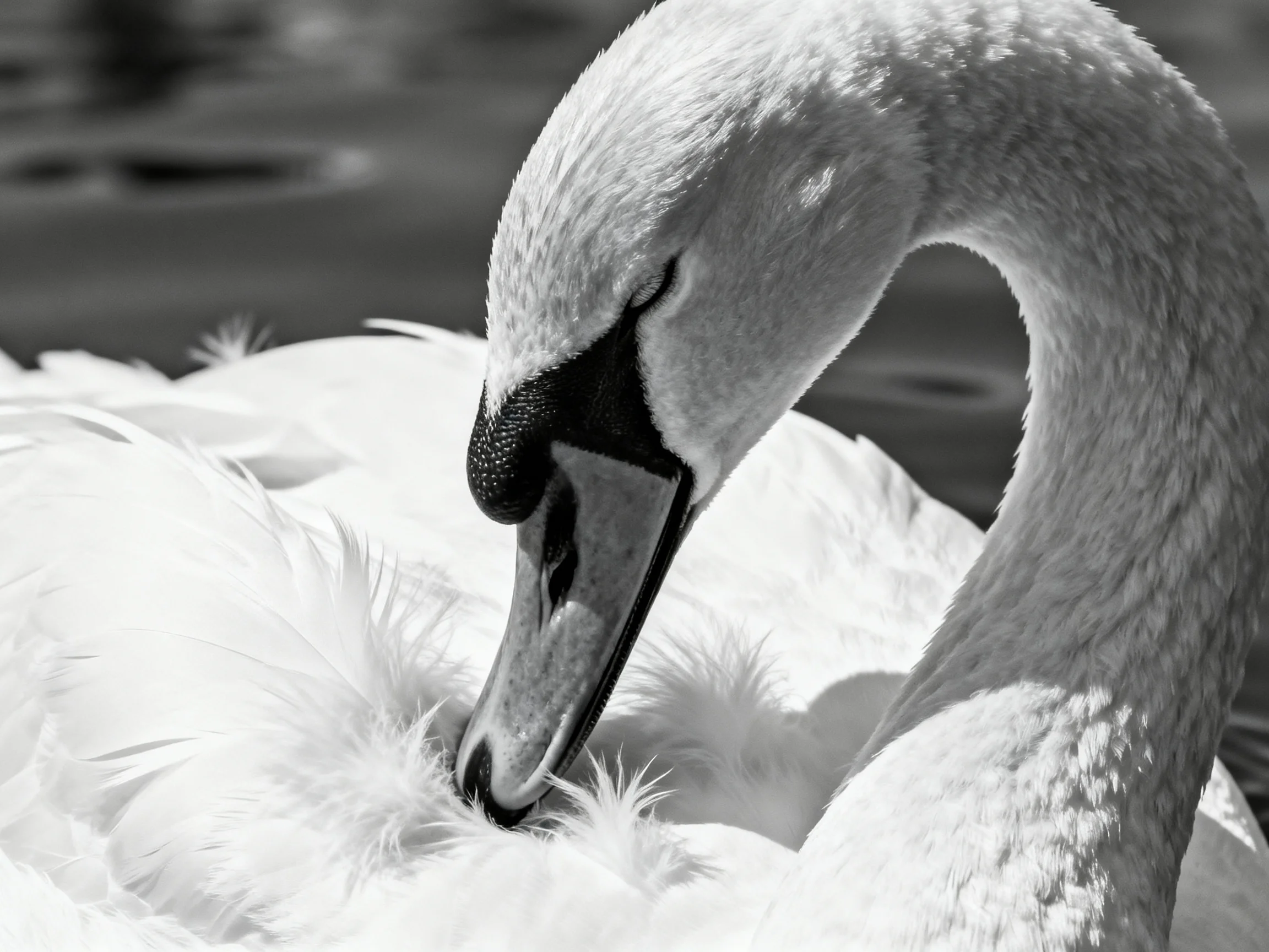 Black and white close - up of a swan preening its feathers