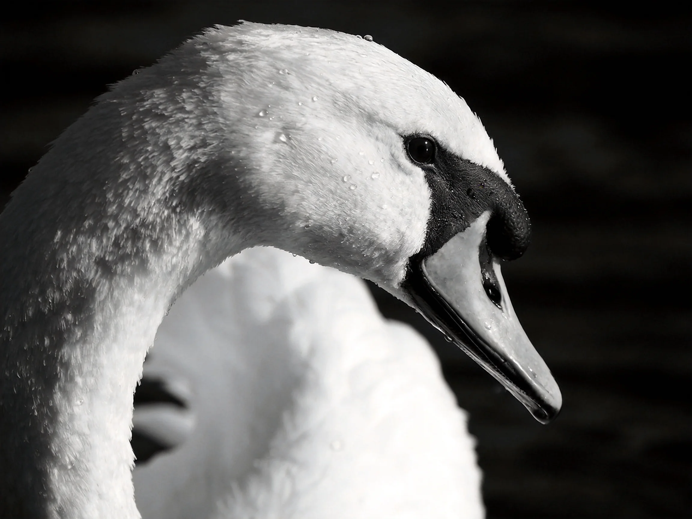 Black and white close - up portrait of a swan with water droplets