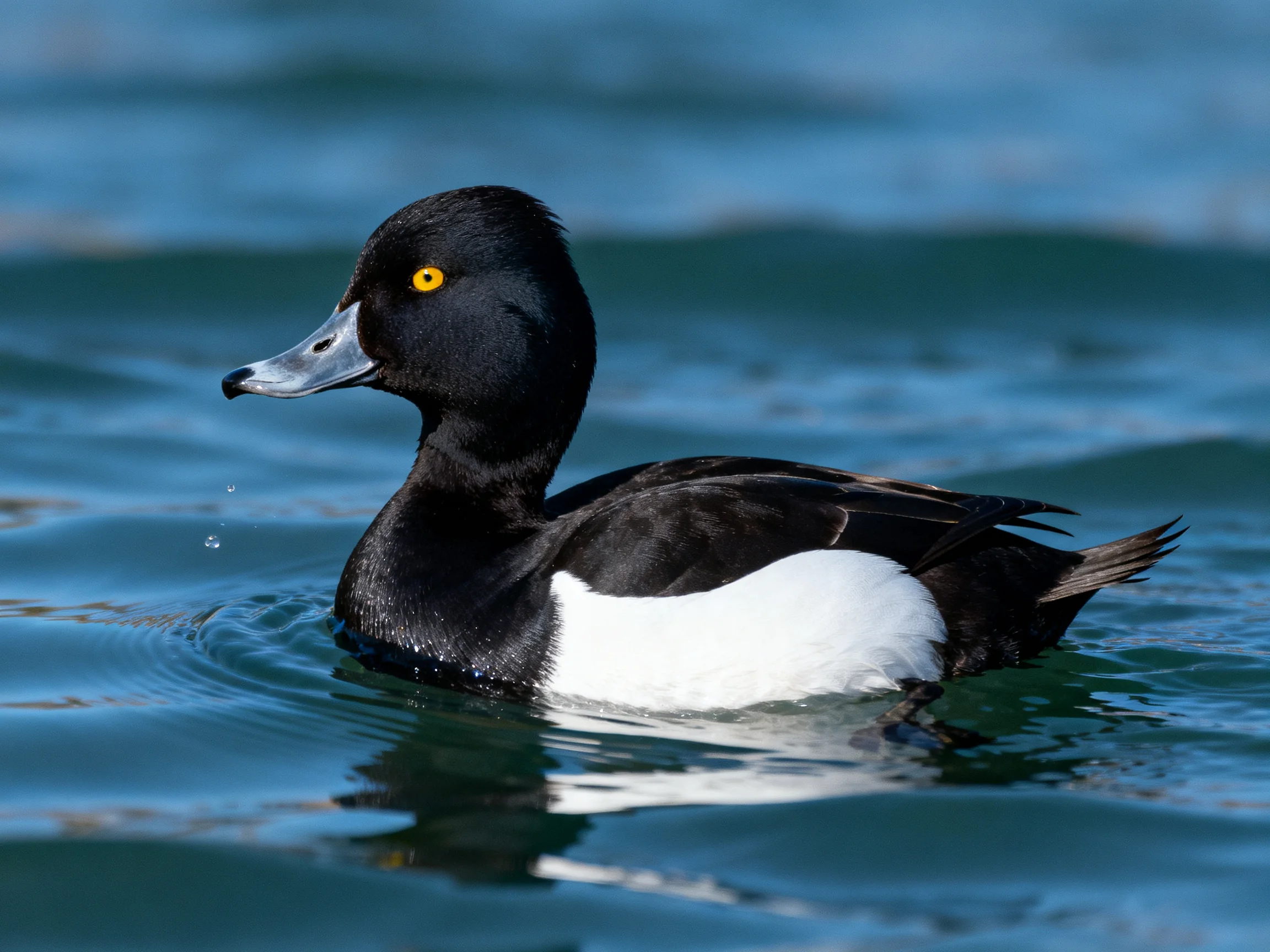 Black and white duck swimming in calm blue water