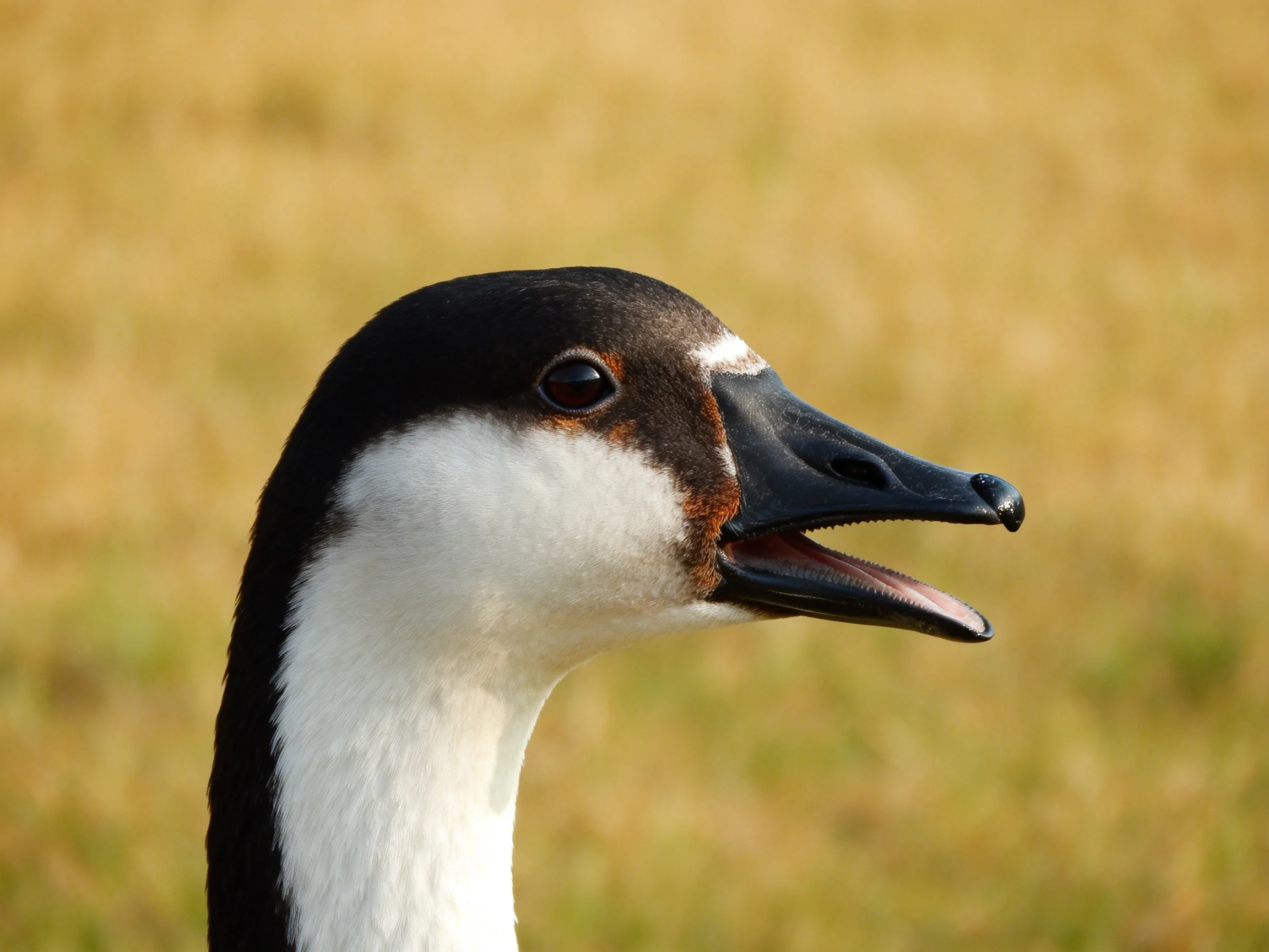 Black and white goose head with open beak against golden backdrop