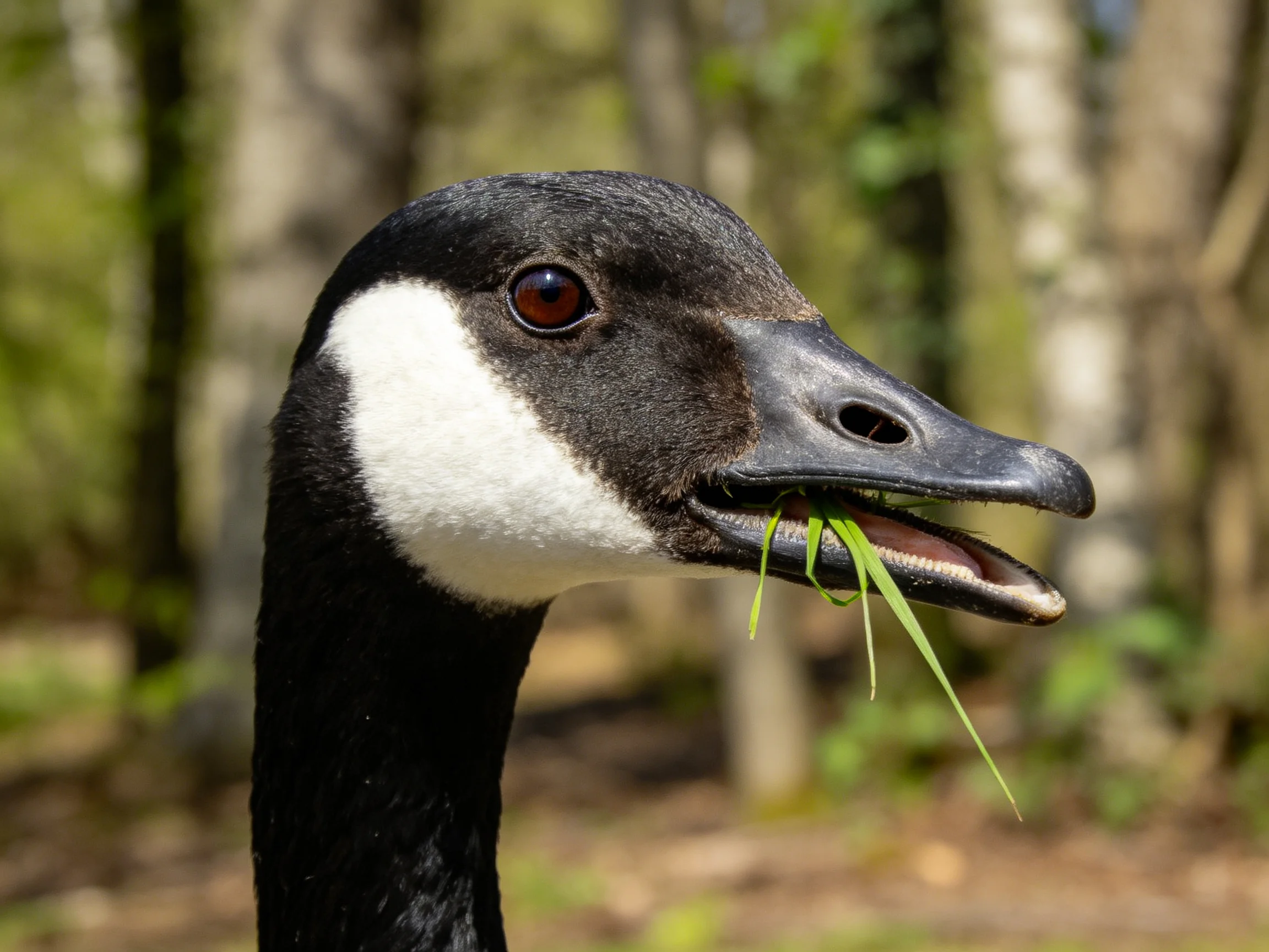 Black and white goose with green grass in beak near forested area