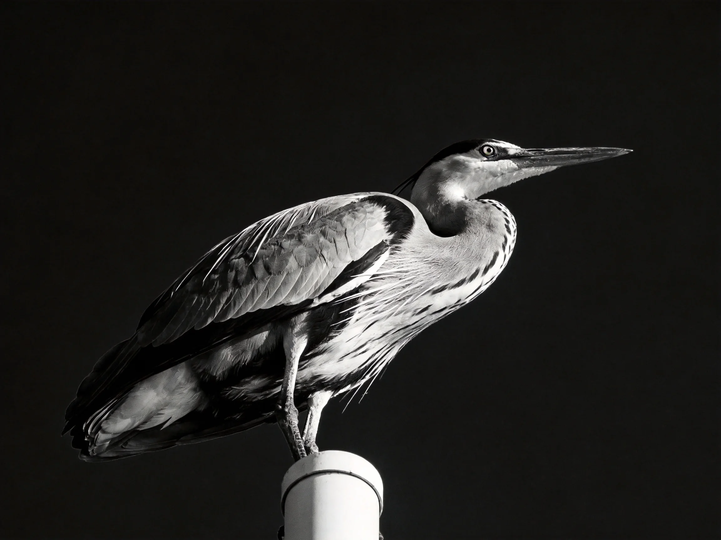 Black - and - white heron perched on a cylindrical post