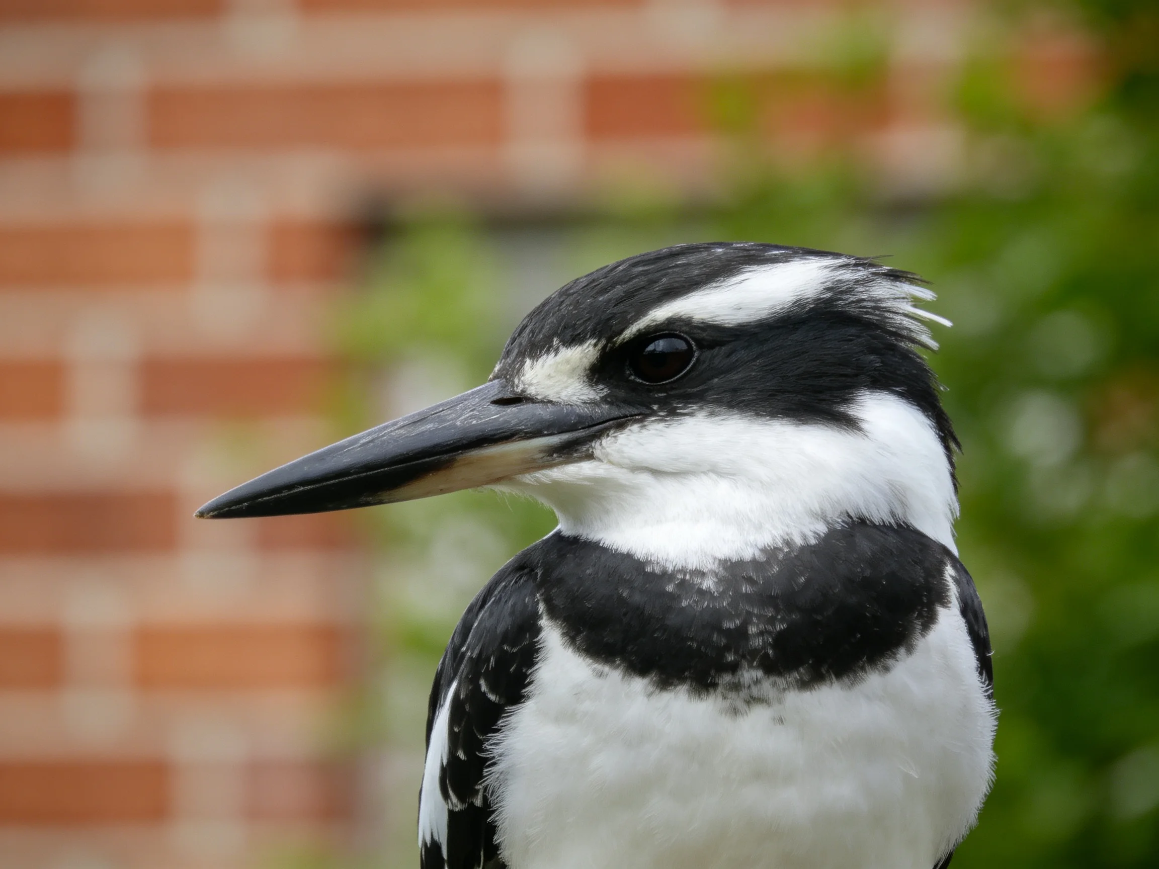 Black and white kingfisher near a brick wall