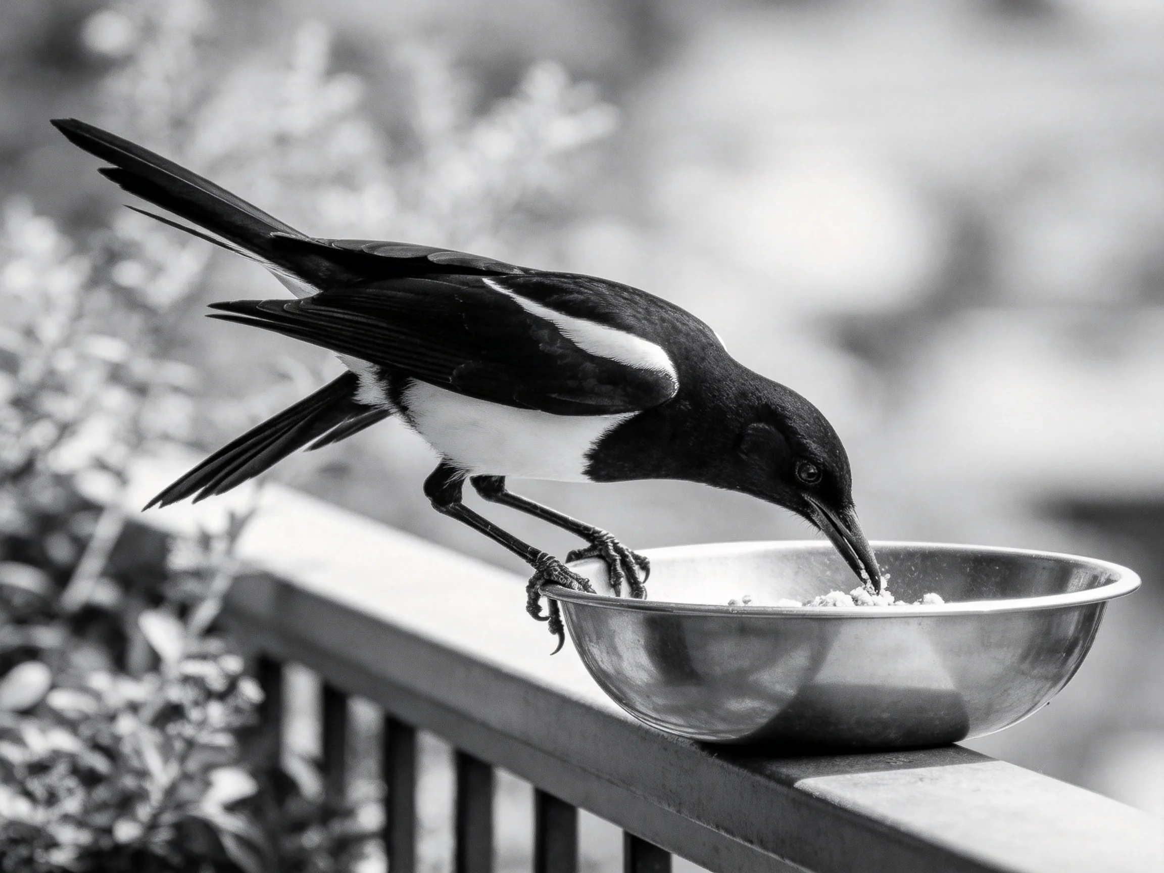 Black and white magpie feeding from a metal bowl