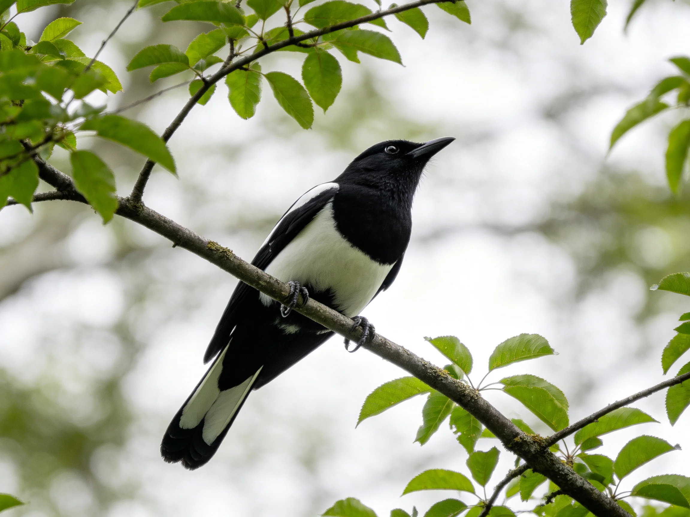 Black and white magpie perched on a leafy tree branch