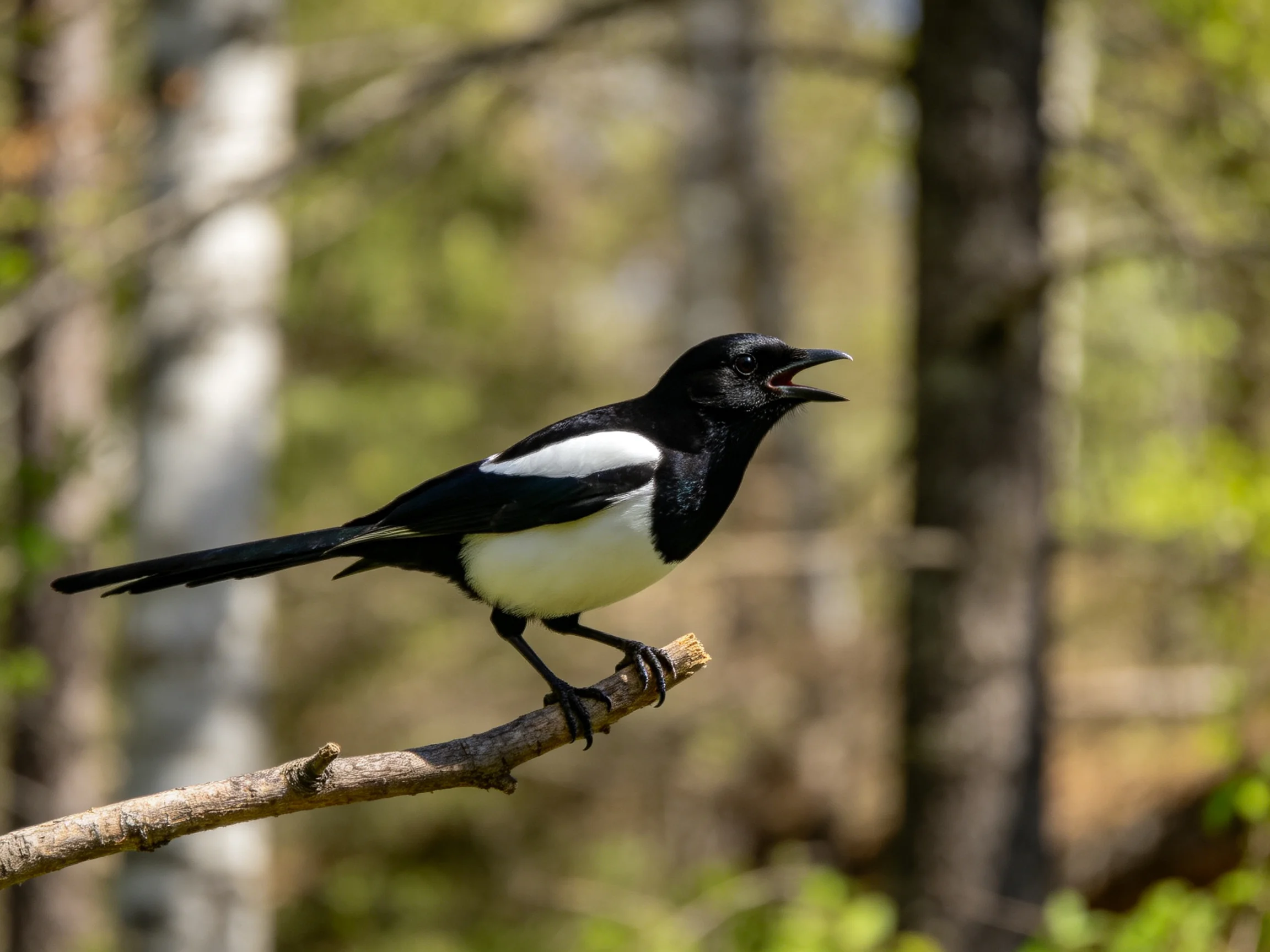 A black and white magpie rests on a branch amid a blurred forest environment.