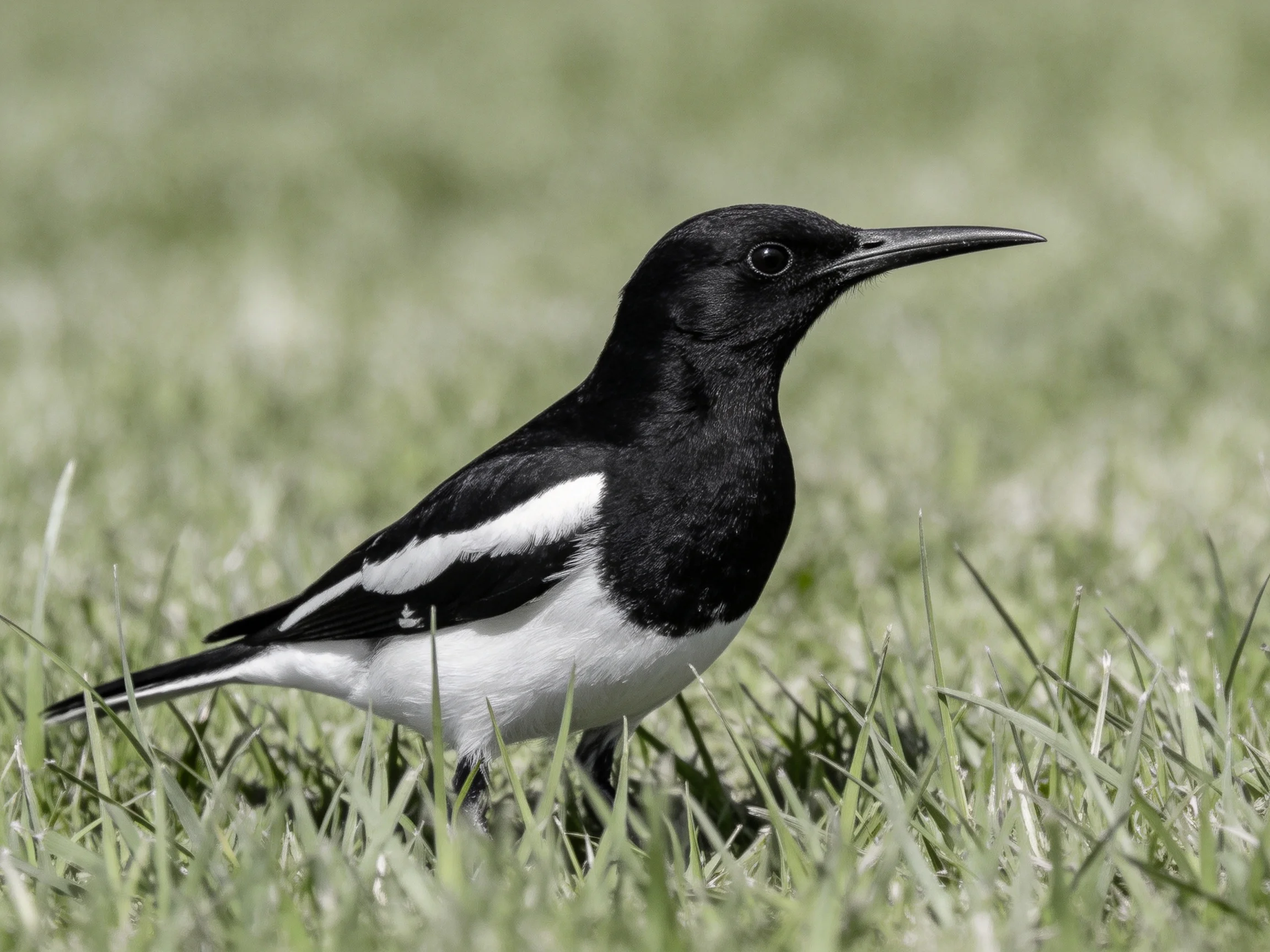 Black and white magpie standing in lush green grass
