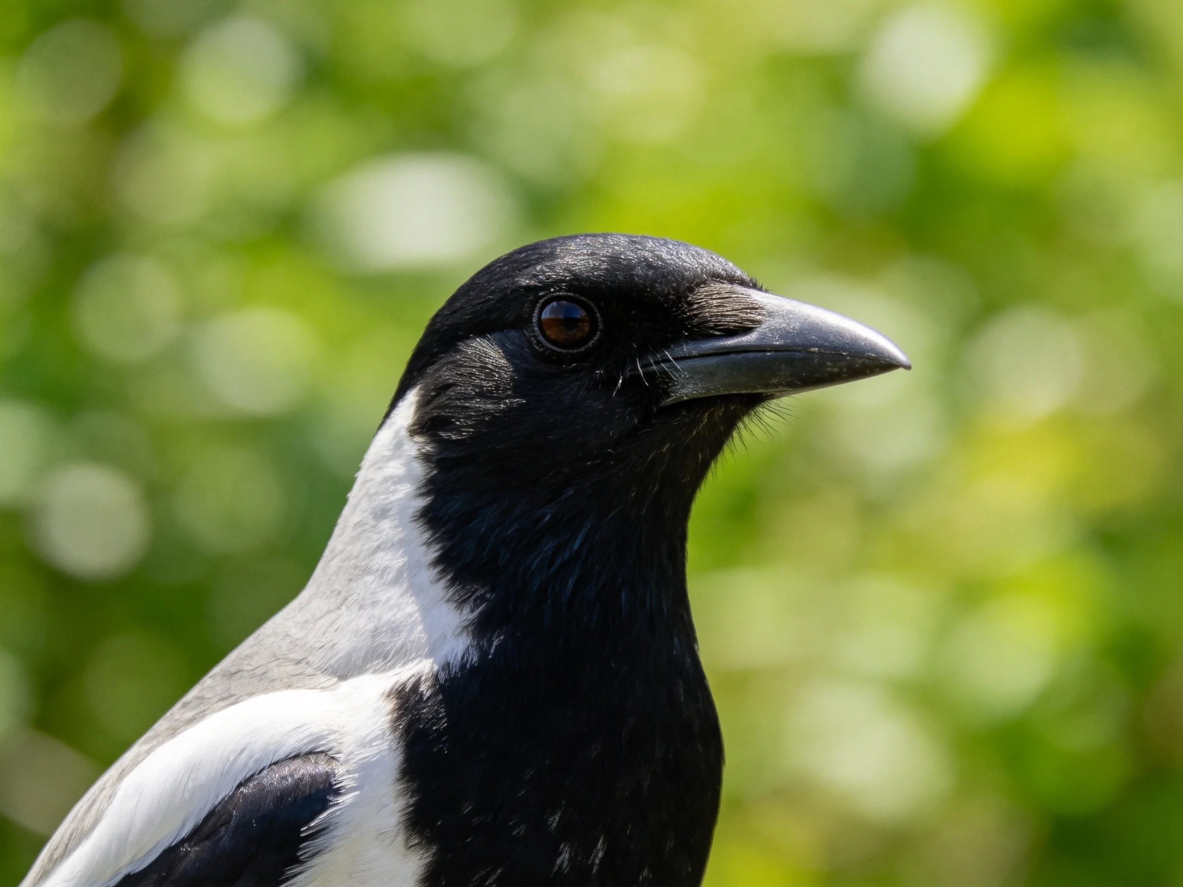 Black and white magpie with pointed beak near green blurred background