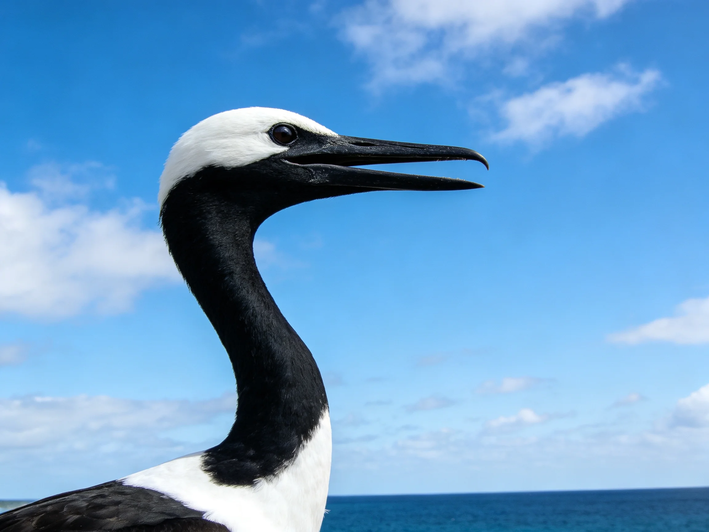 Black and white seabird with long beak near ocean and blue sky