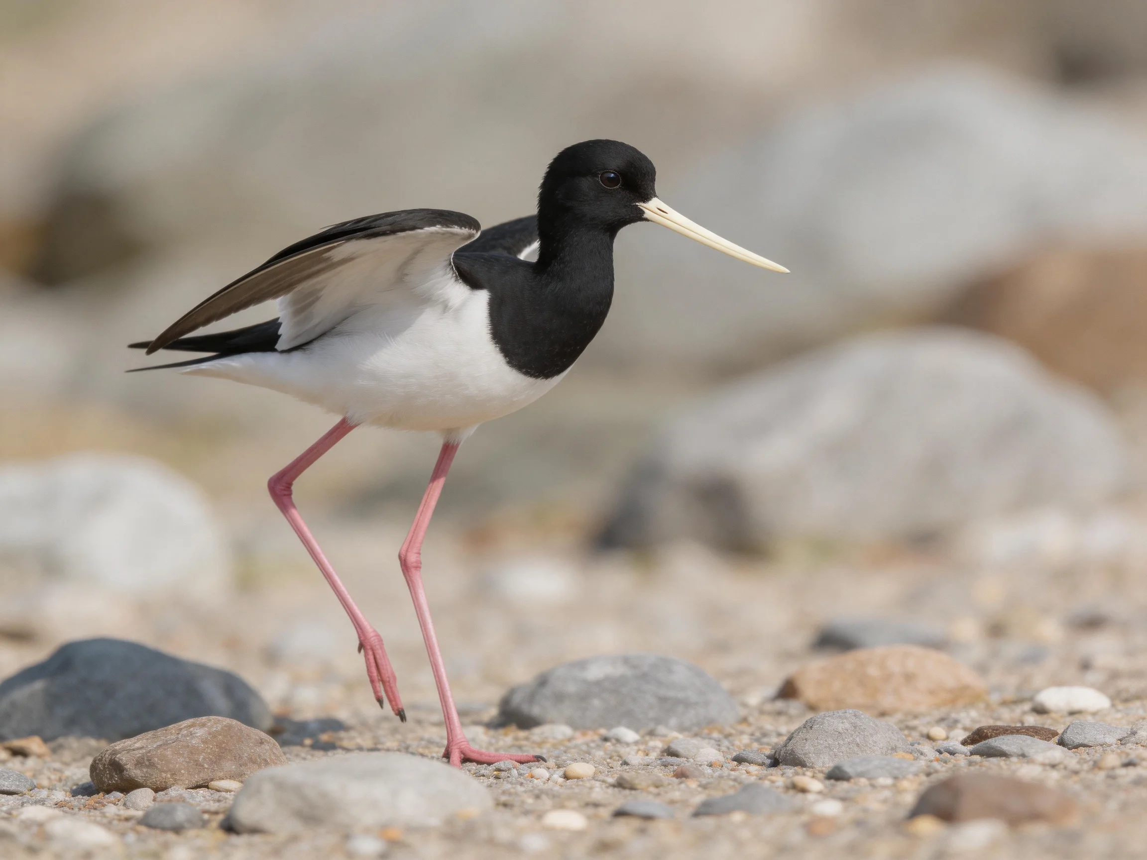 Black and white shorebird with long pink legs on rocky terrain