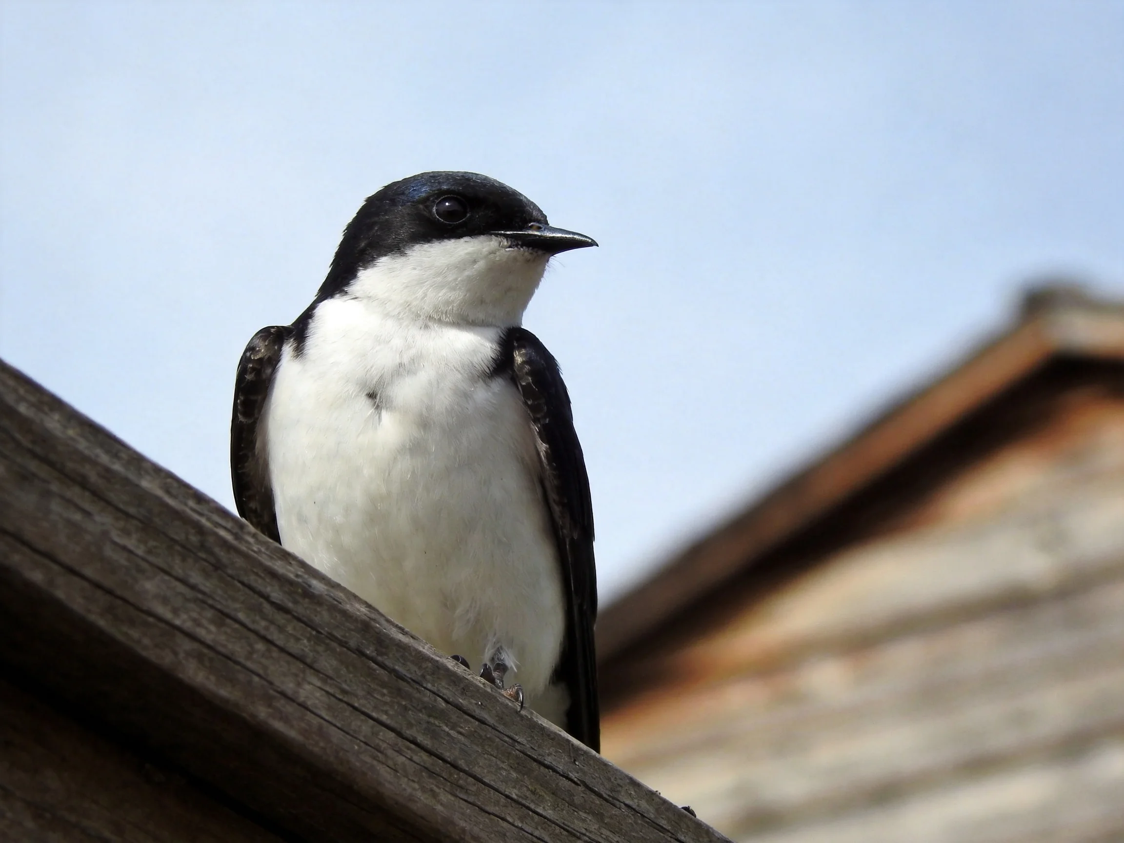 Black and white swallow perched on weathered wood near an old building