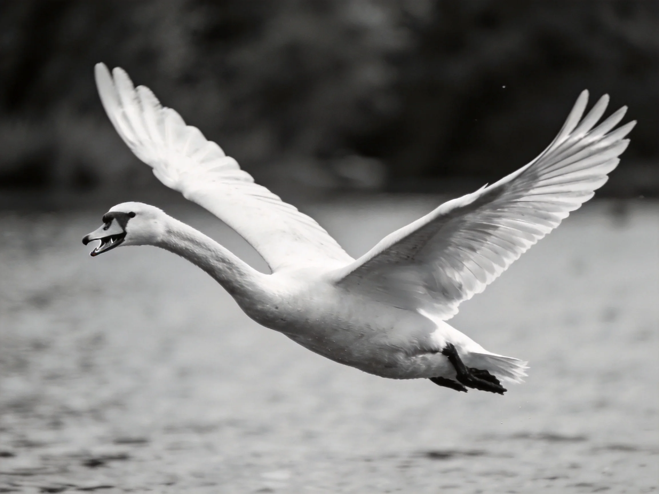 Black and white swan soaring over calm water with outstretched wings