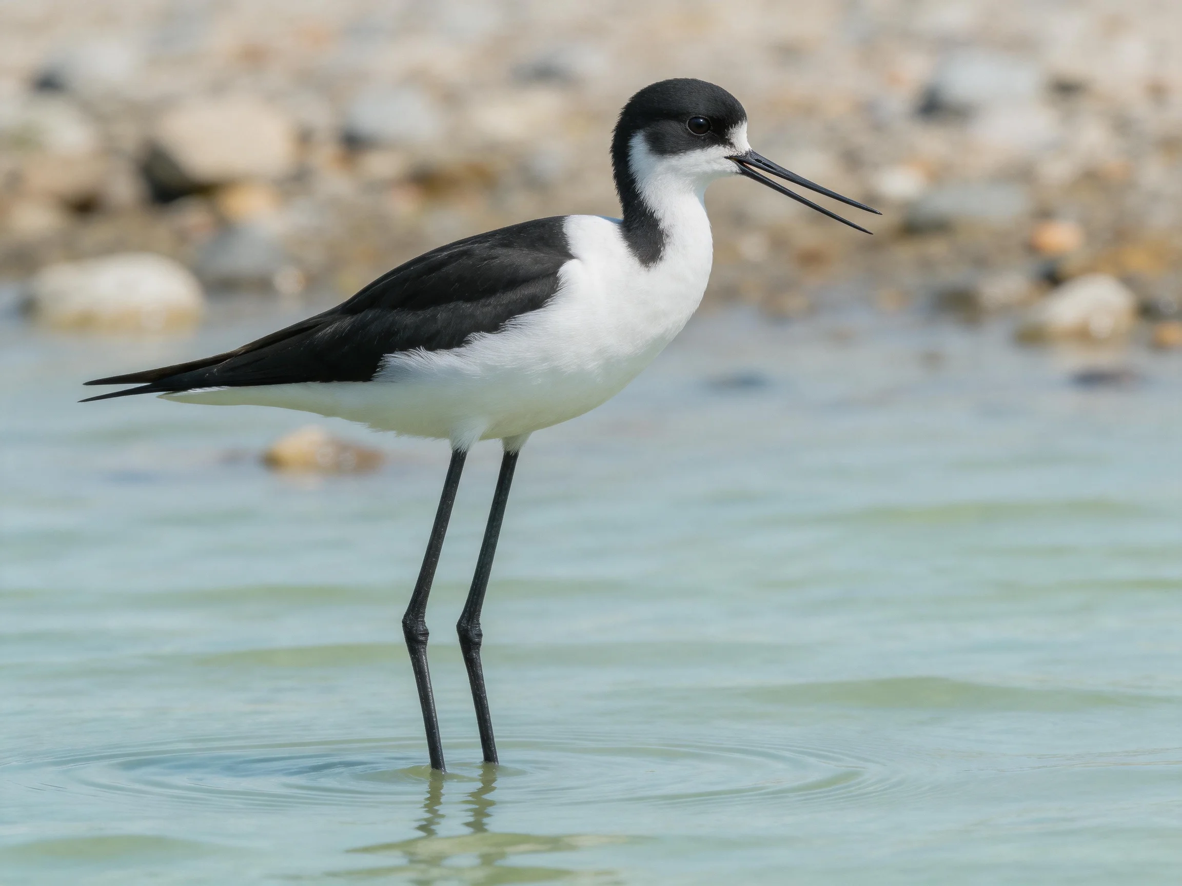 Black-and-white wader with long legs standing in shallow water
