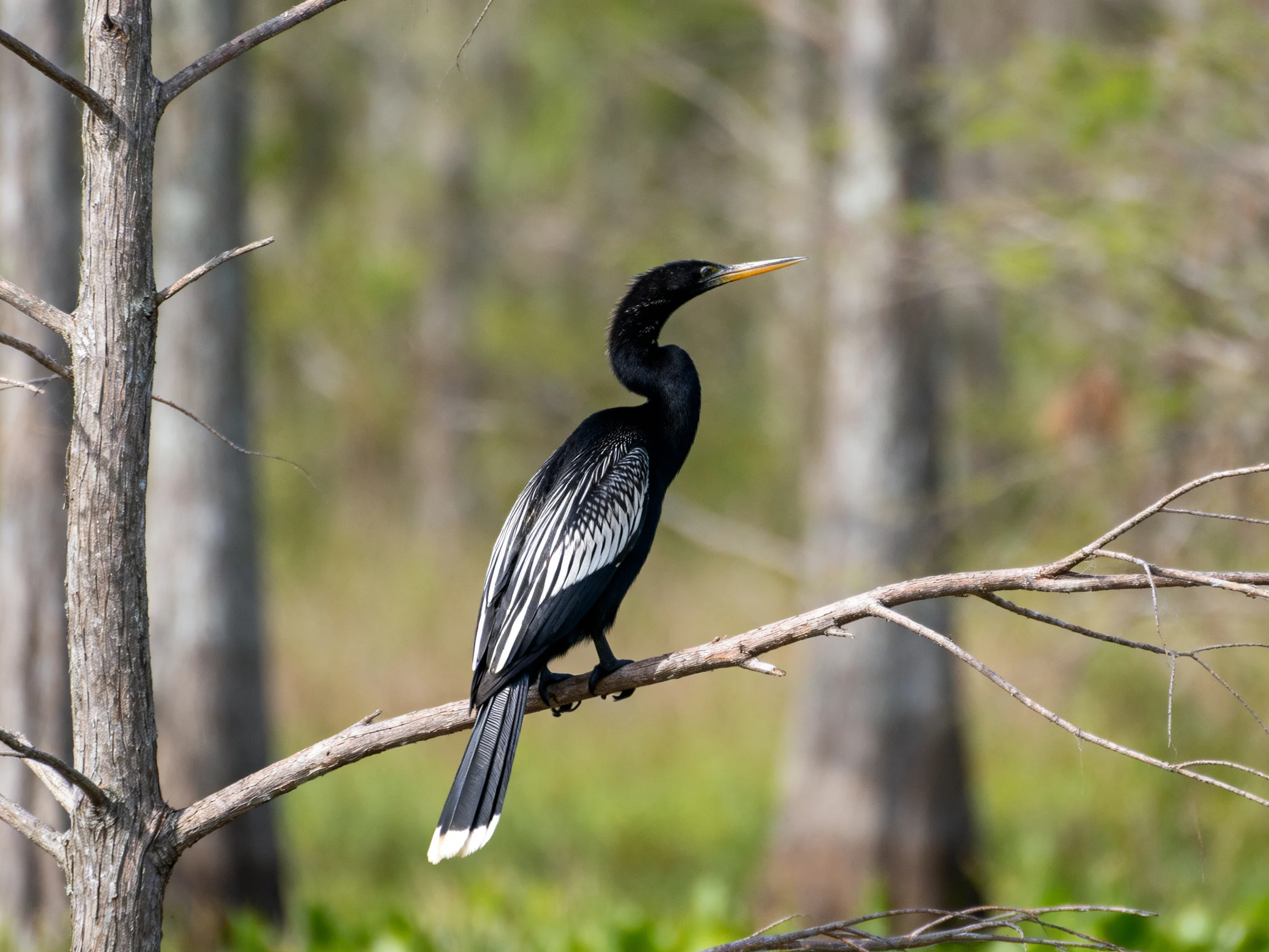 Black and white waterbird perched on a thin tree branch