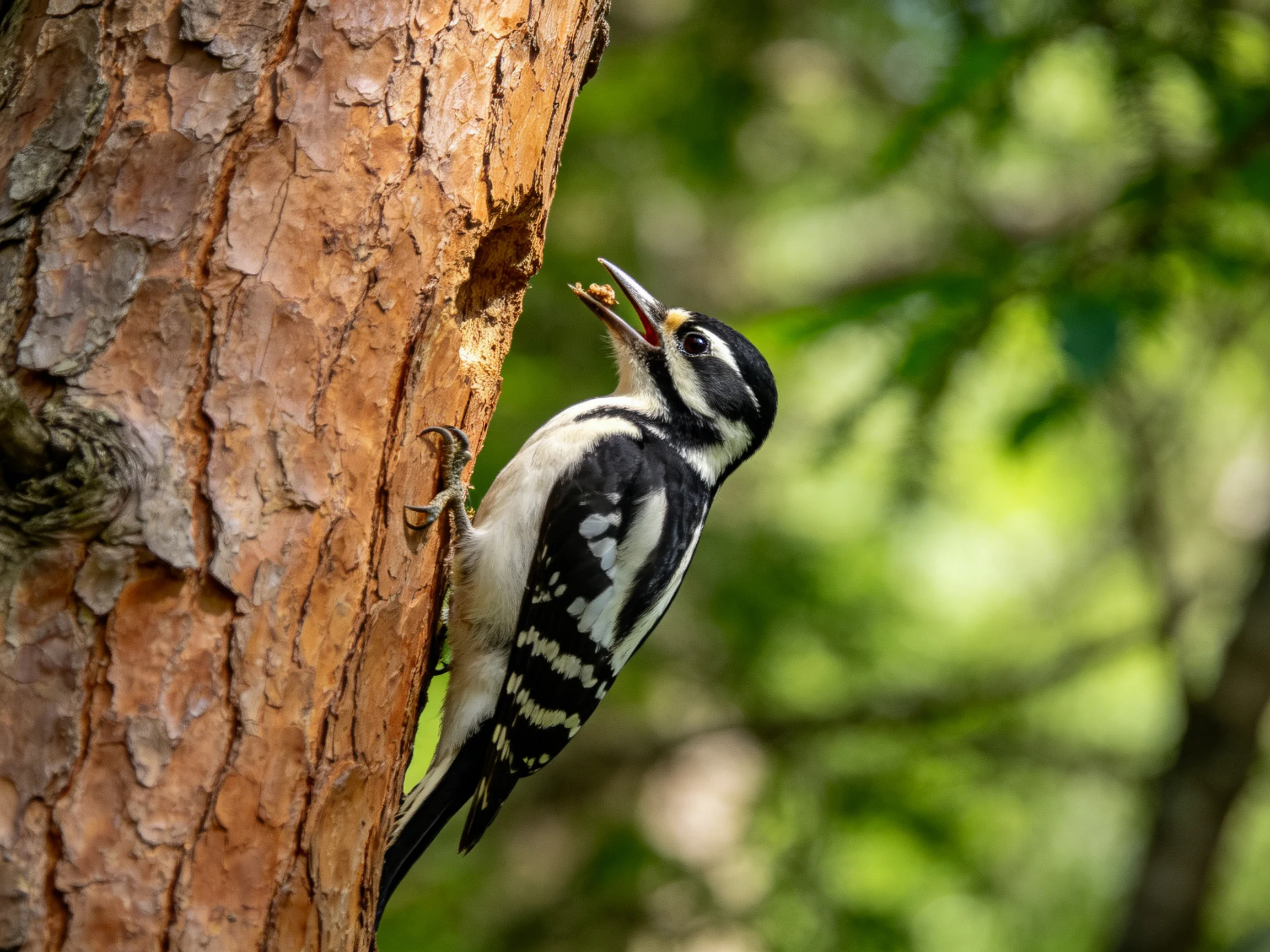 Black and white woodpecker clinging to a textured brown tree trunk