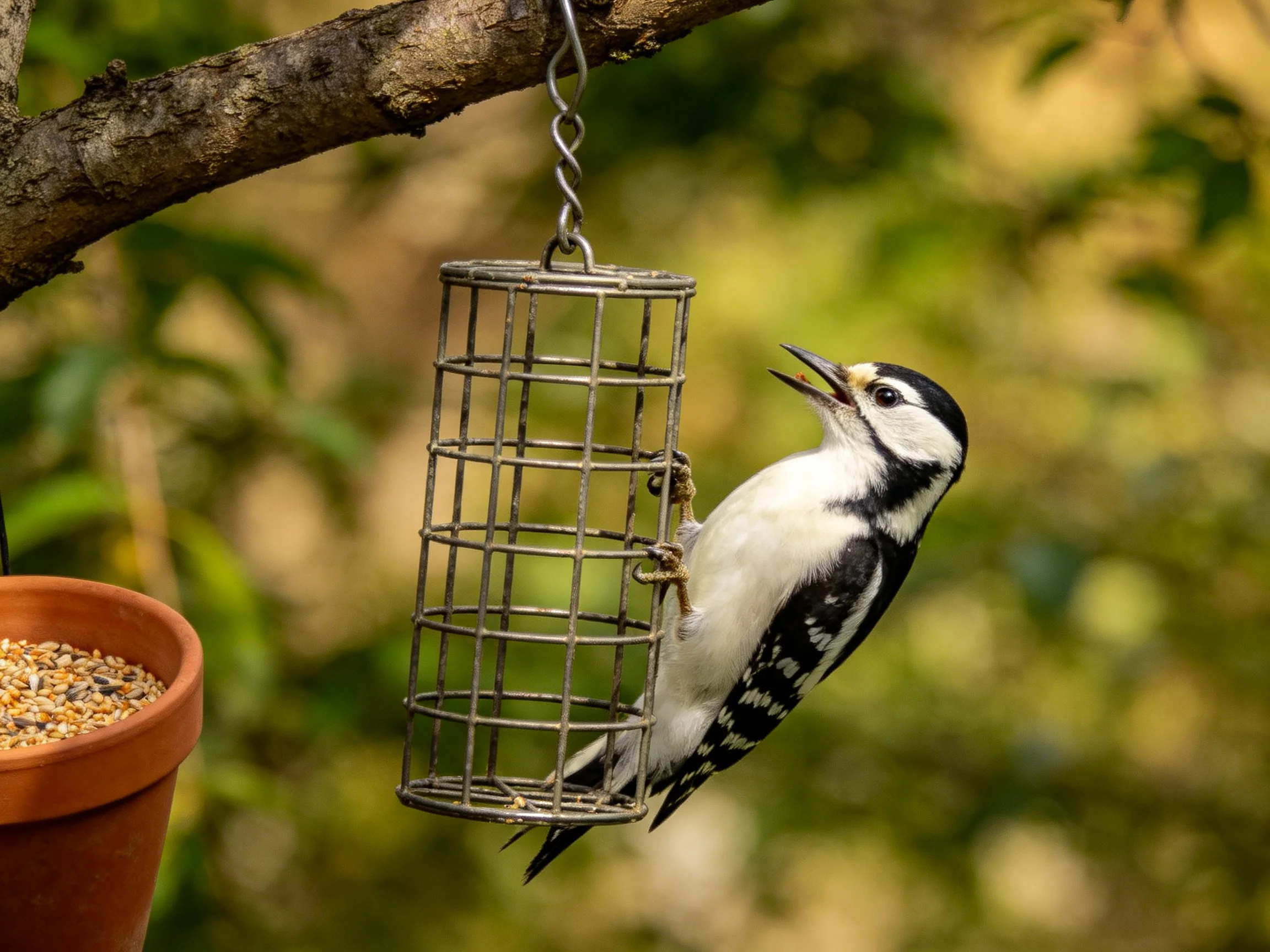 Black-and-white woodpecker clinging to metal feeder near terracotta pot