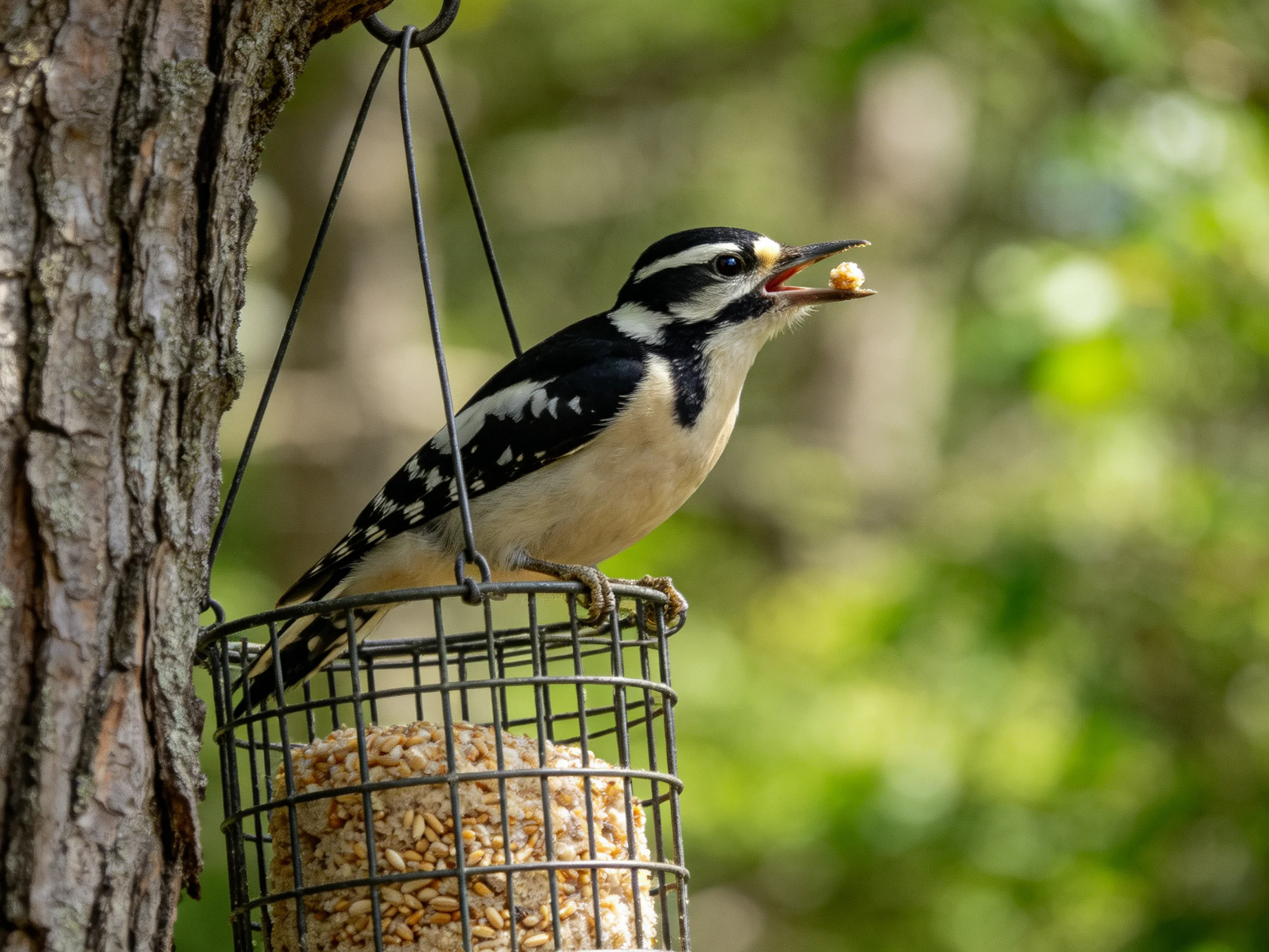 Black-and-white woodpecker feeding on a wire bird feeder near a tree trunk