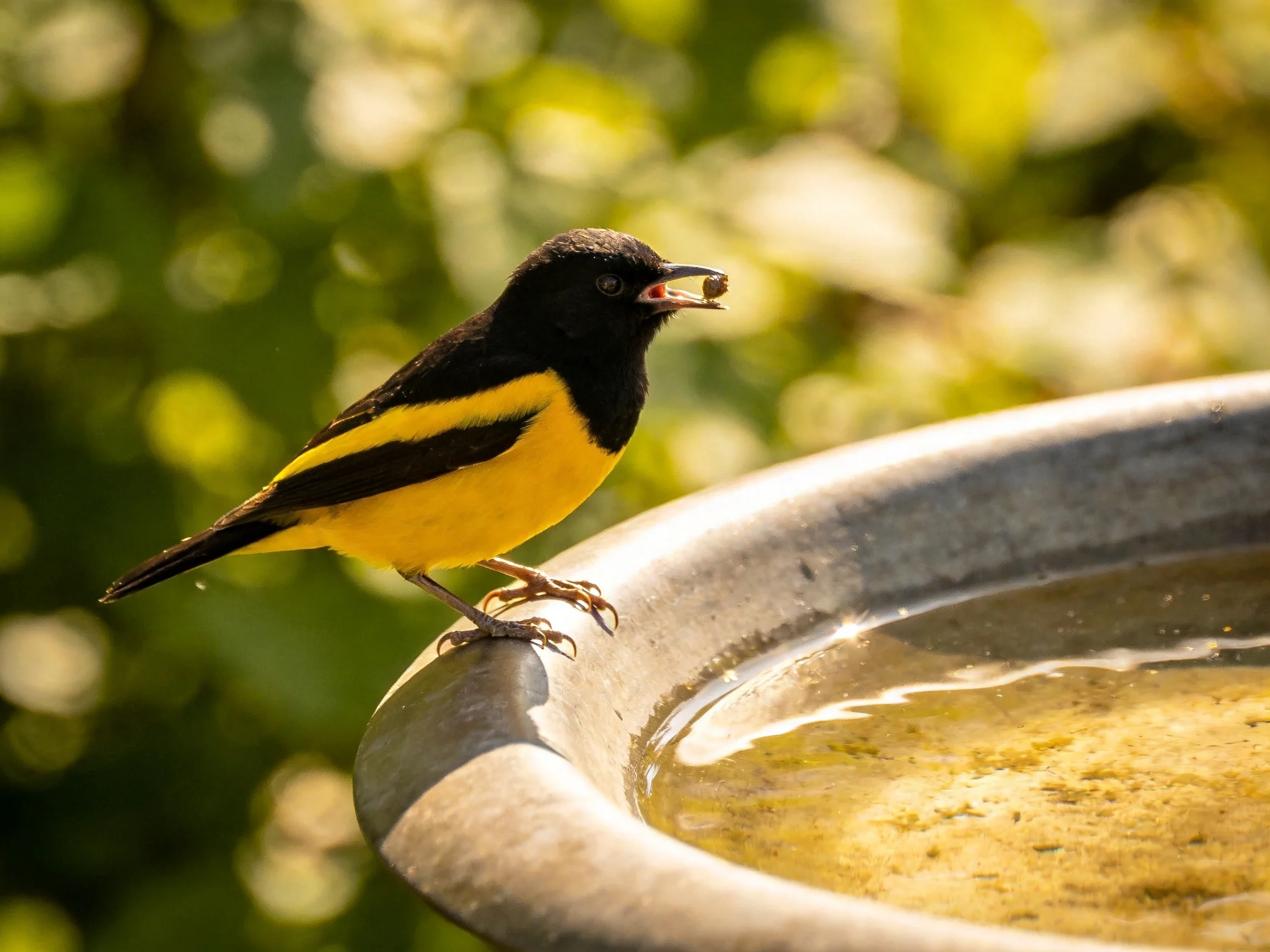Black and yellow bird perched by metallic water dish