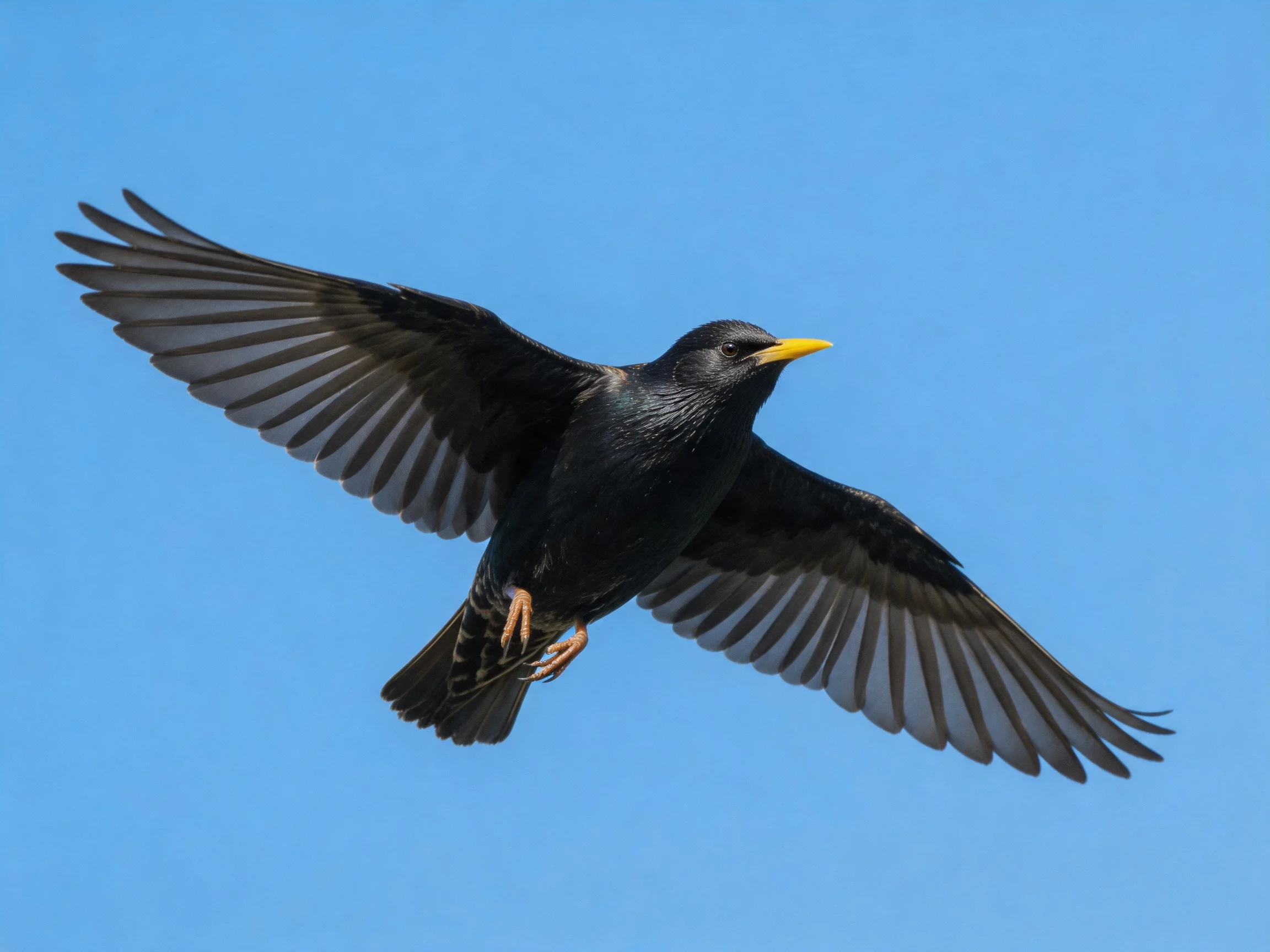 Black bird flies with yellow beak under clear blue sky