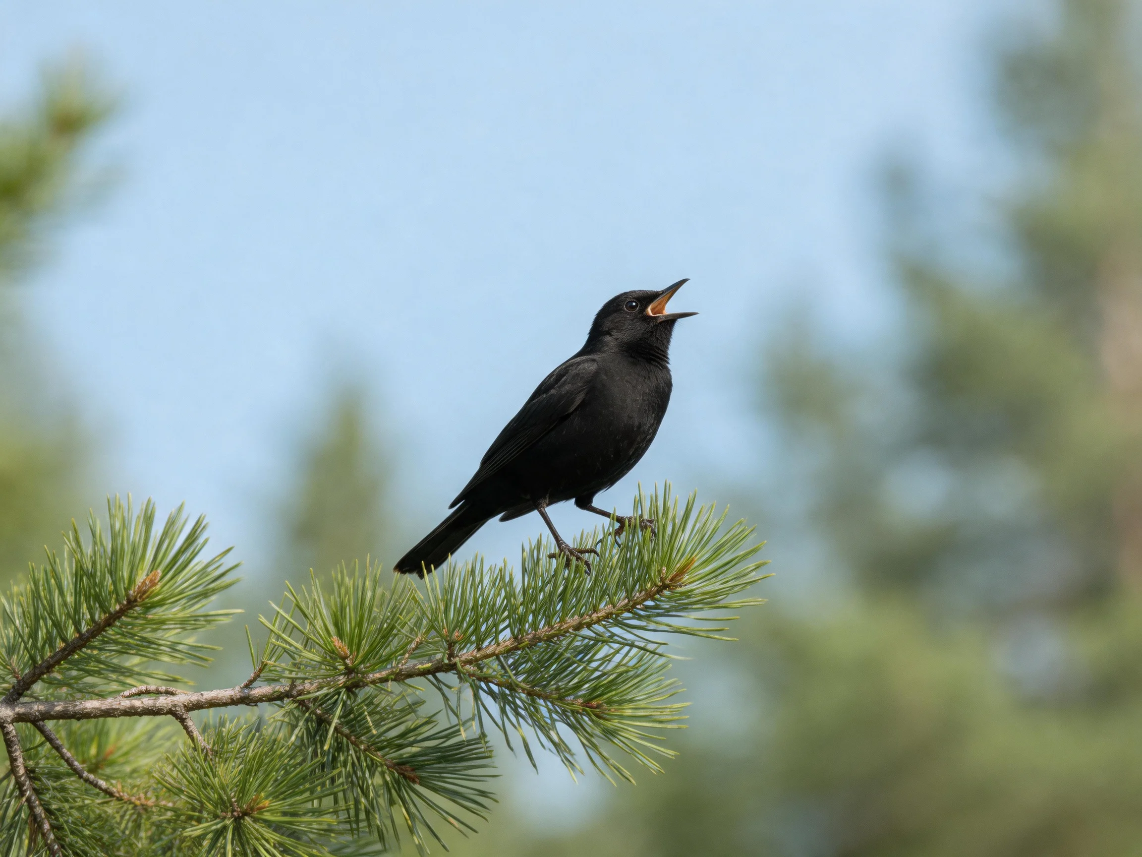 Black bird perched on a green pine branch