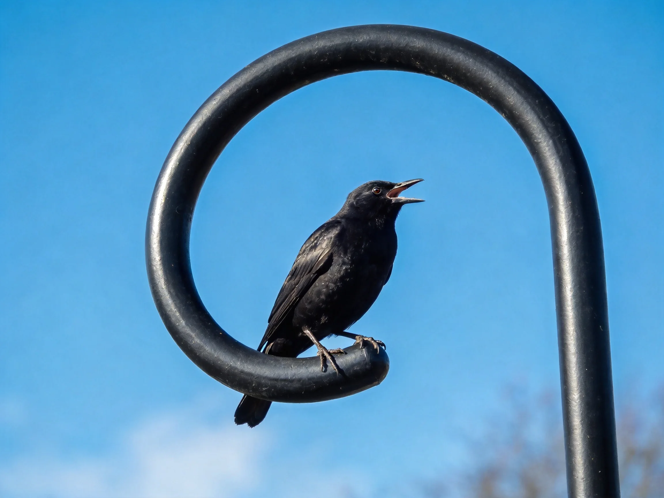 Black bird perched on curved metal arm under clear blue sky