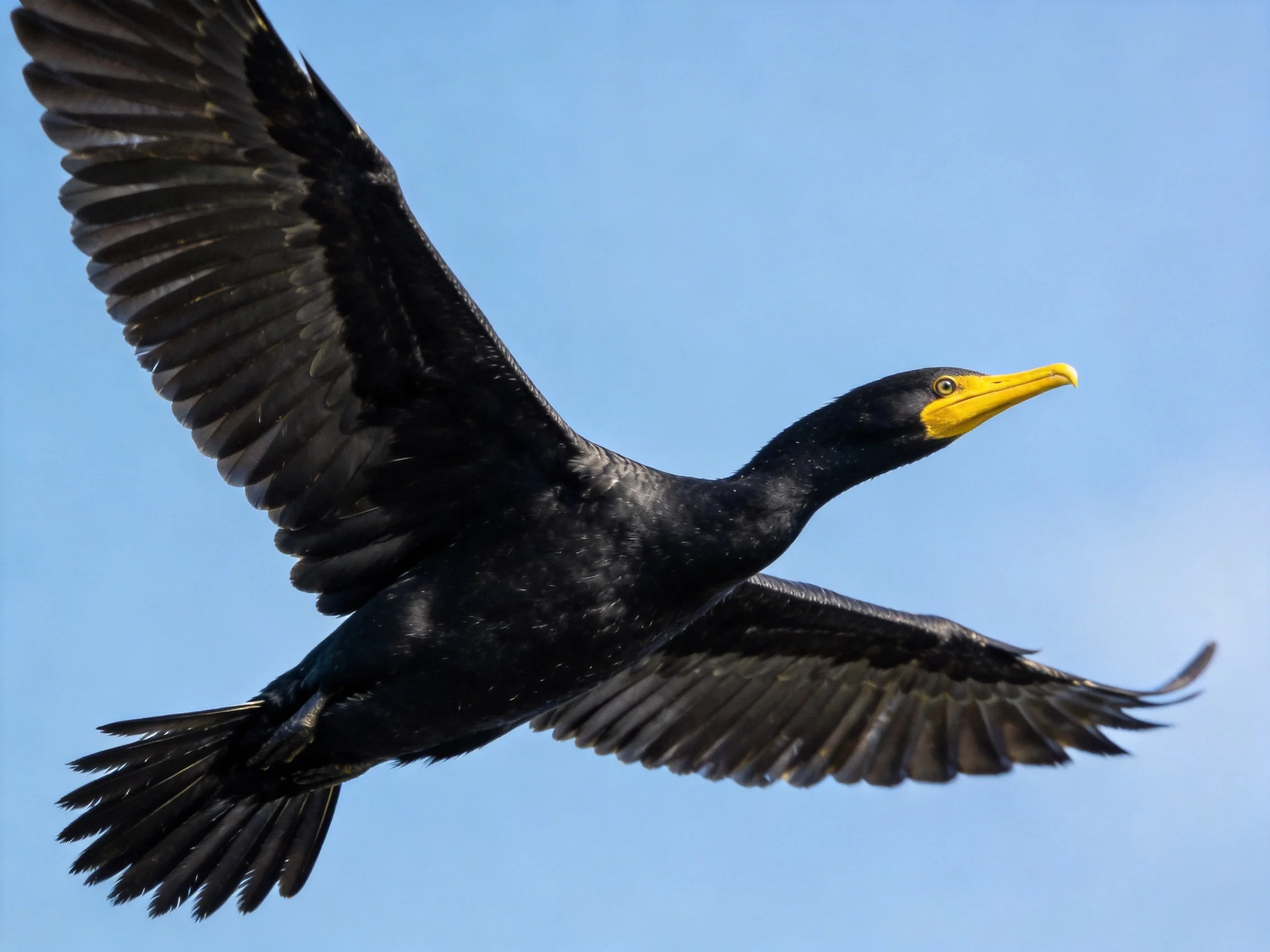 Black bird soaring with outstretched wings and yellow beak