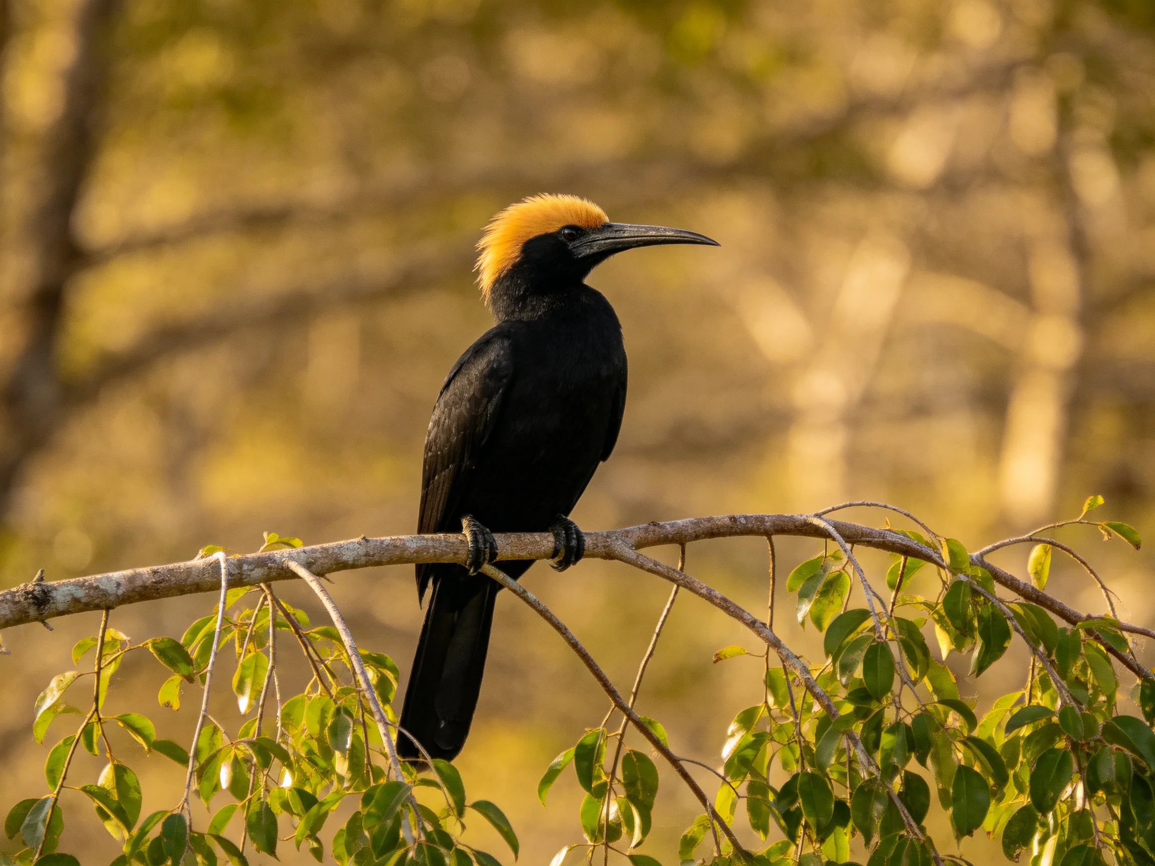 A black bird with a golden crest rests on a leafy branch.