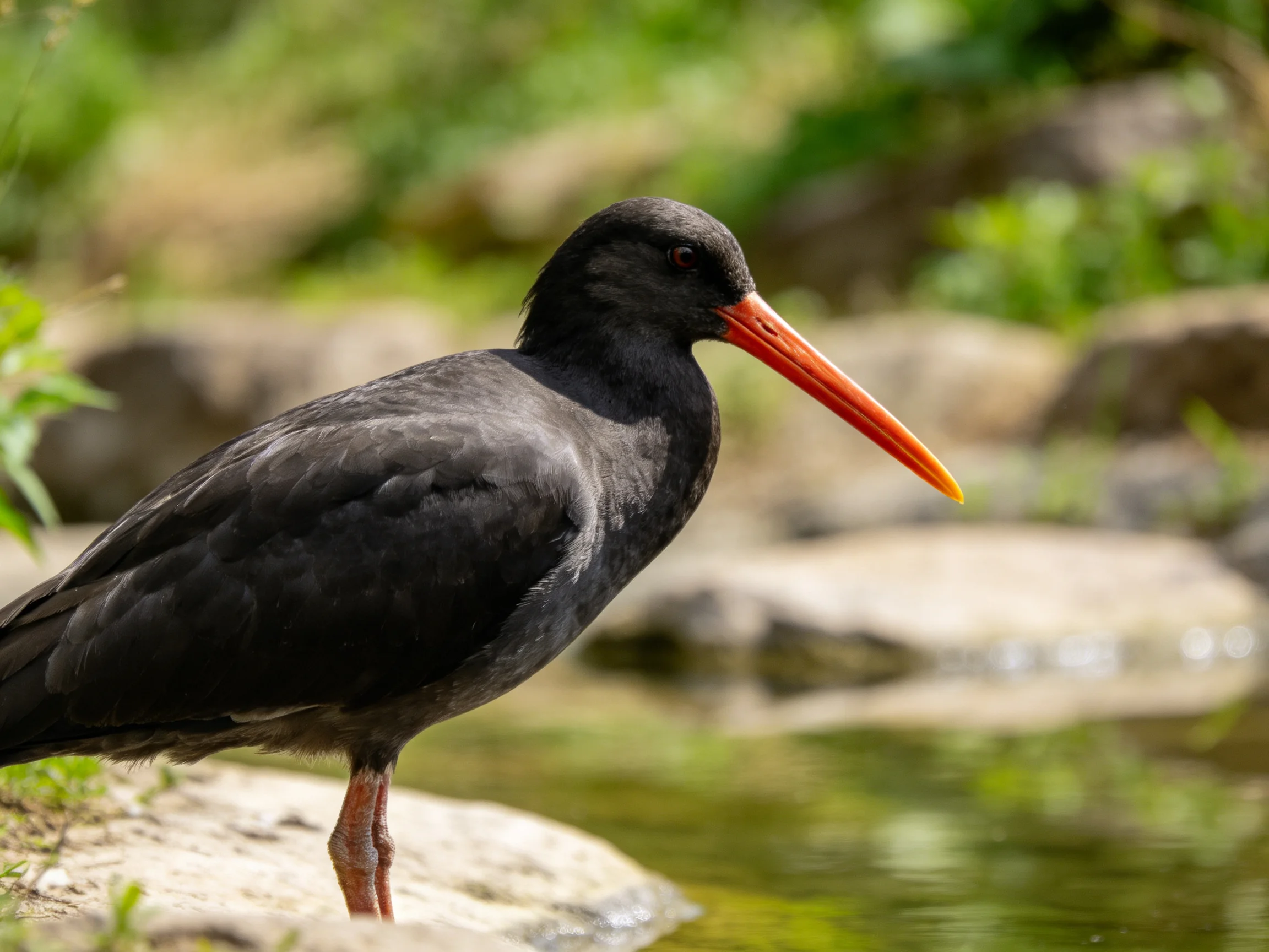 Black bird with long orange beak near calm water