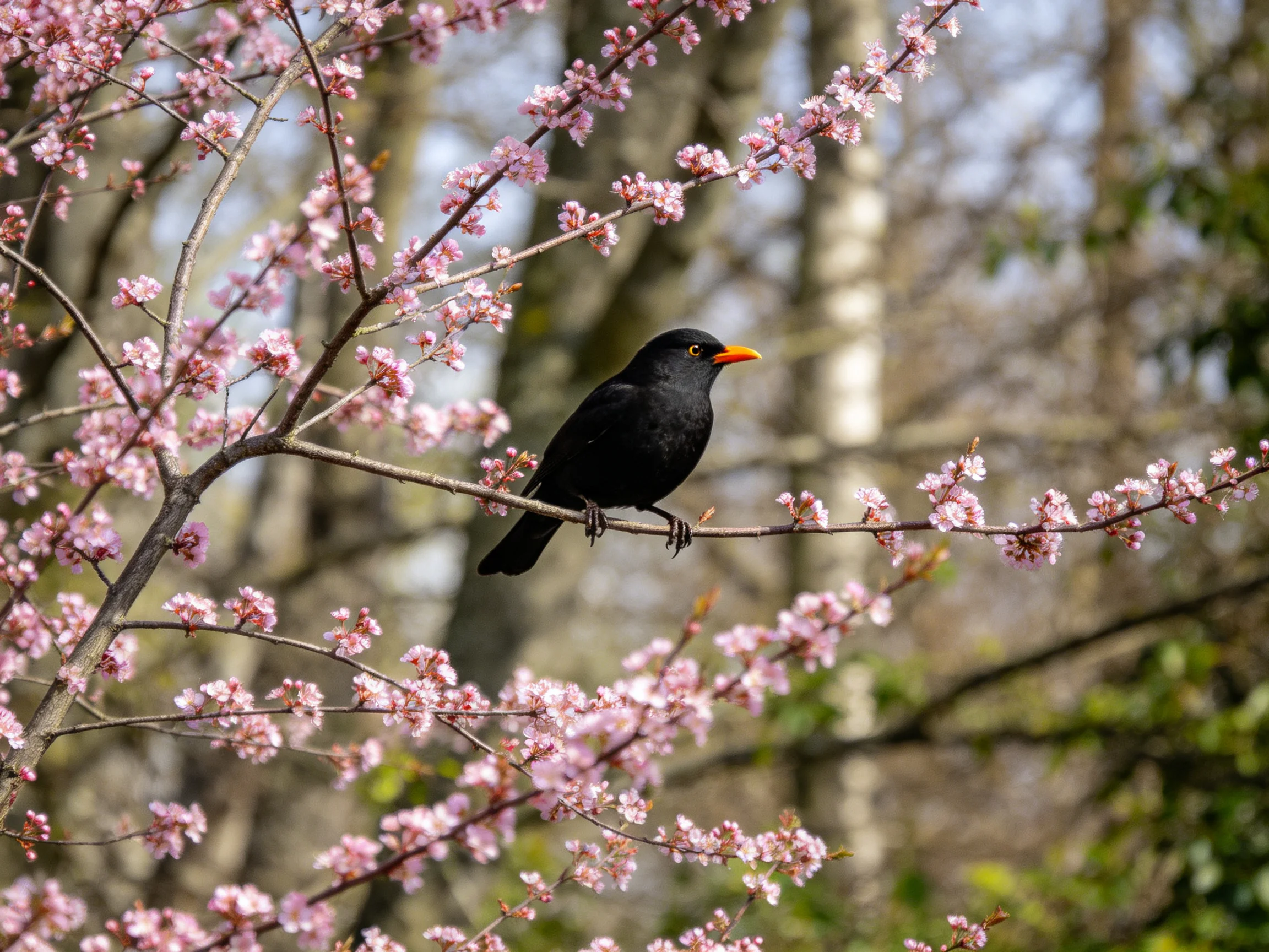 A black bird with an orange beak rests on a branch of pink-flowering trees.