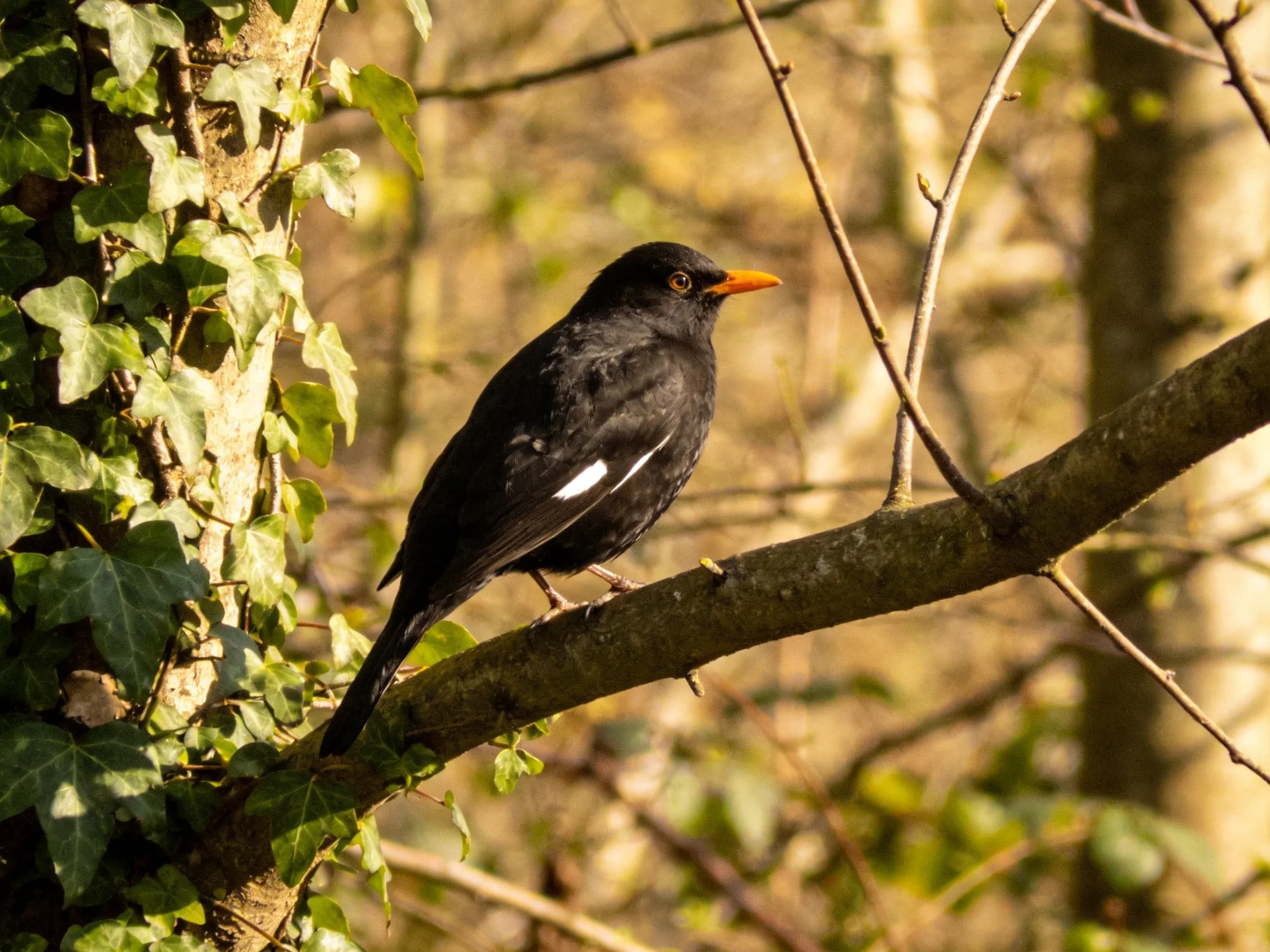 Black bird with orange beak perched on tree branch near ivy-covered trunk