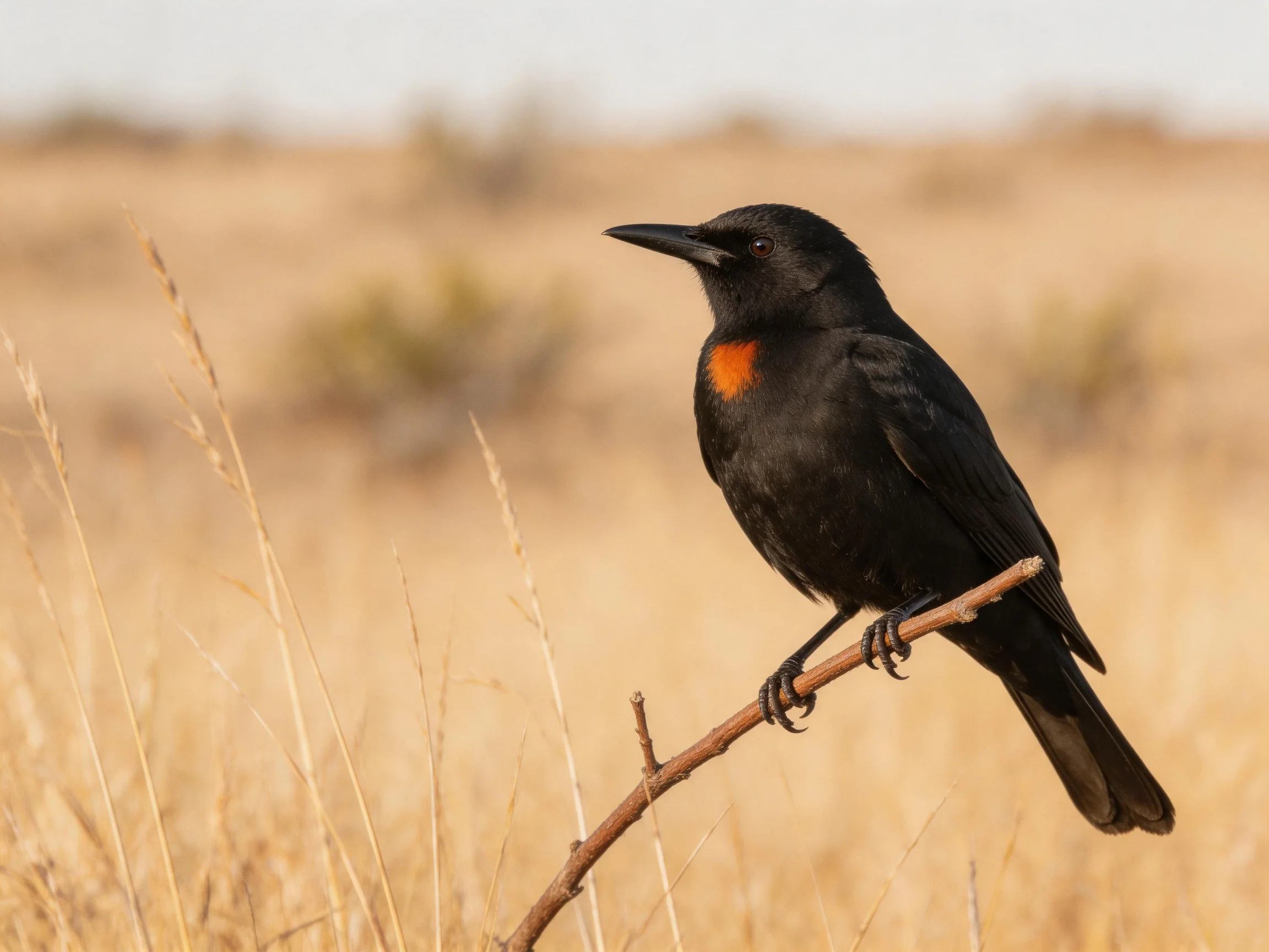 Black bird with orange chest perched on a slender branch in a dry field