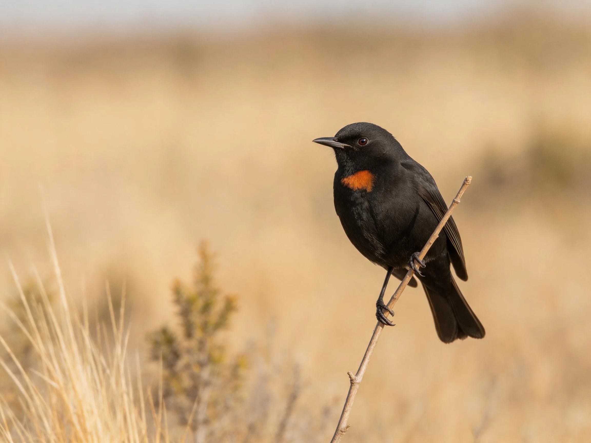 Black bird with orange chest perched on thin branch in dry landscape