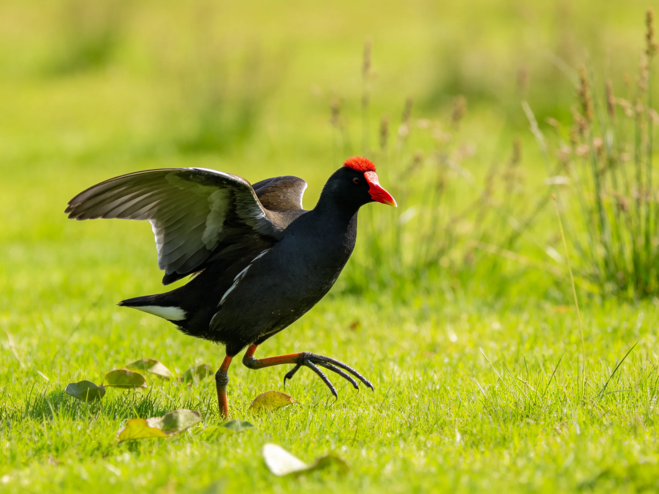 Black bird with red crest running through green grass