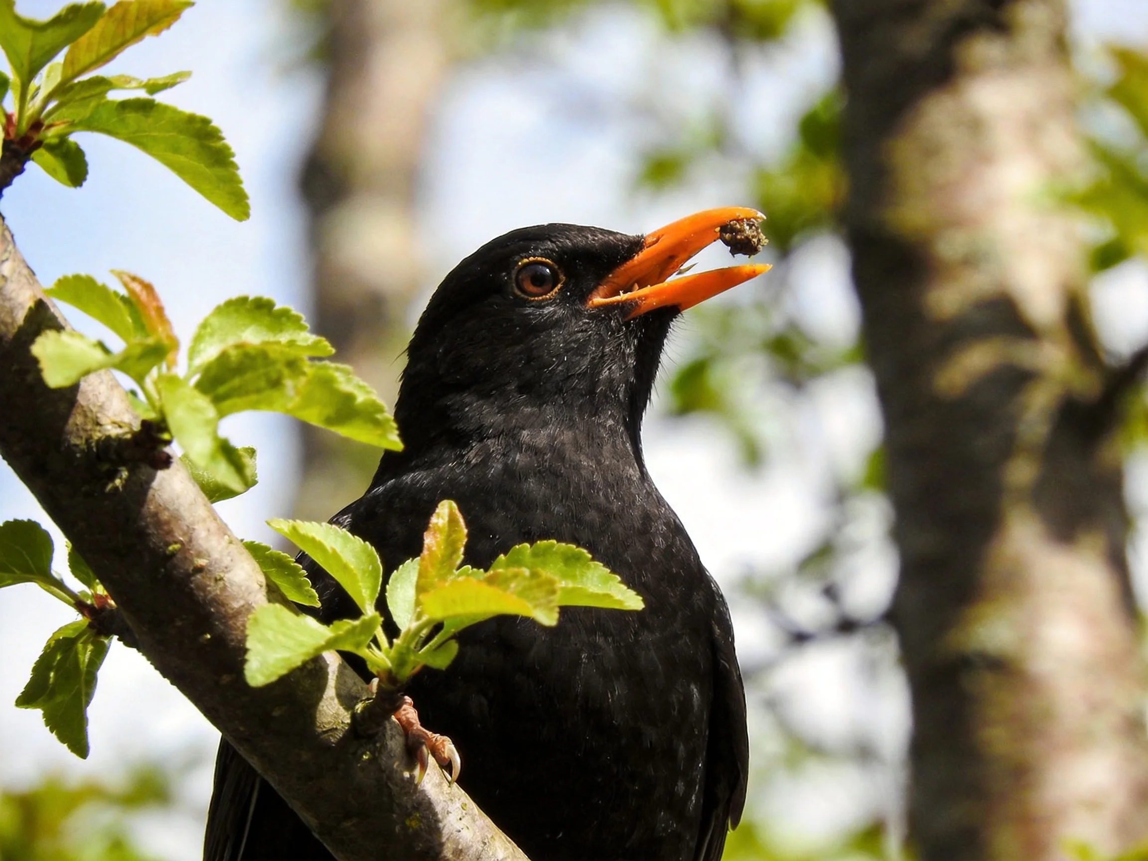 Black bird with vibrant orange beak perched on a leafy branch