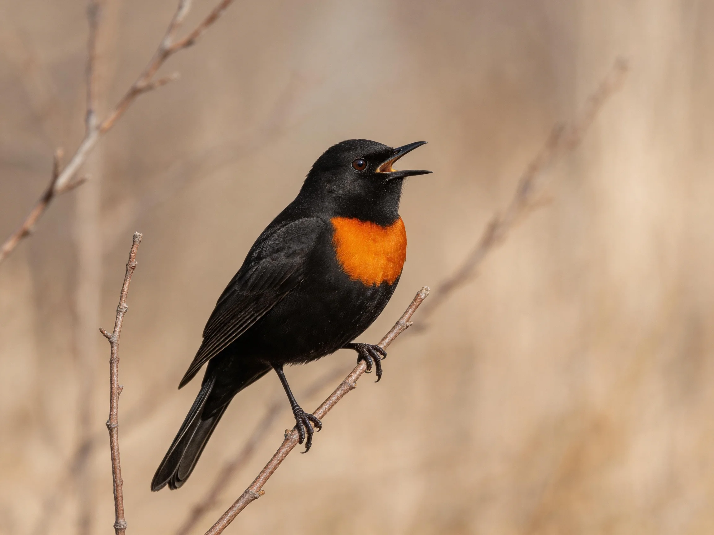 Black bird with vibrant orange chest perched on thin branch