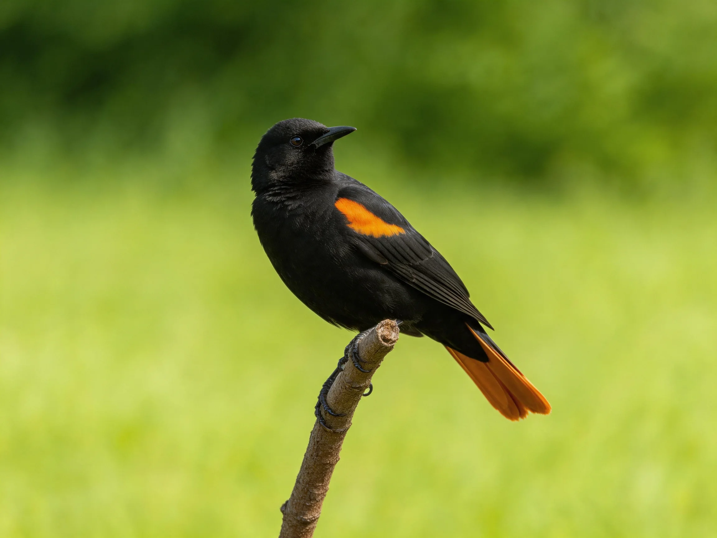 A black bird with orange accents rests on a slender branch with a blurred green backdrop.
