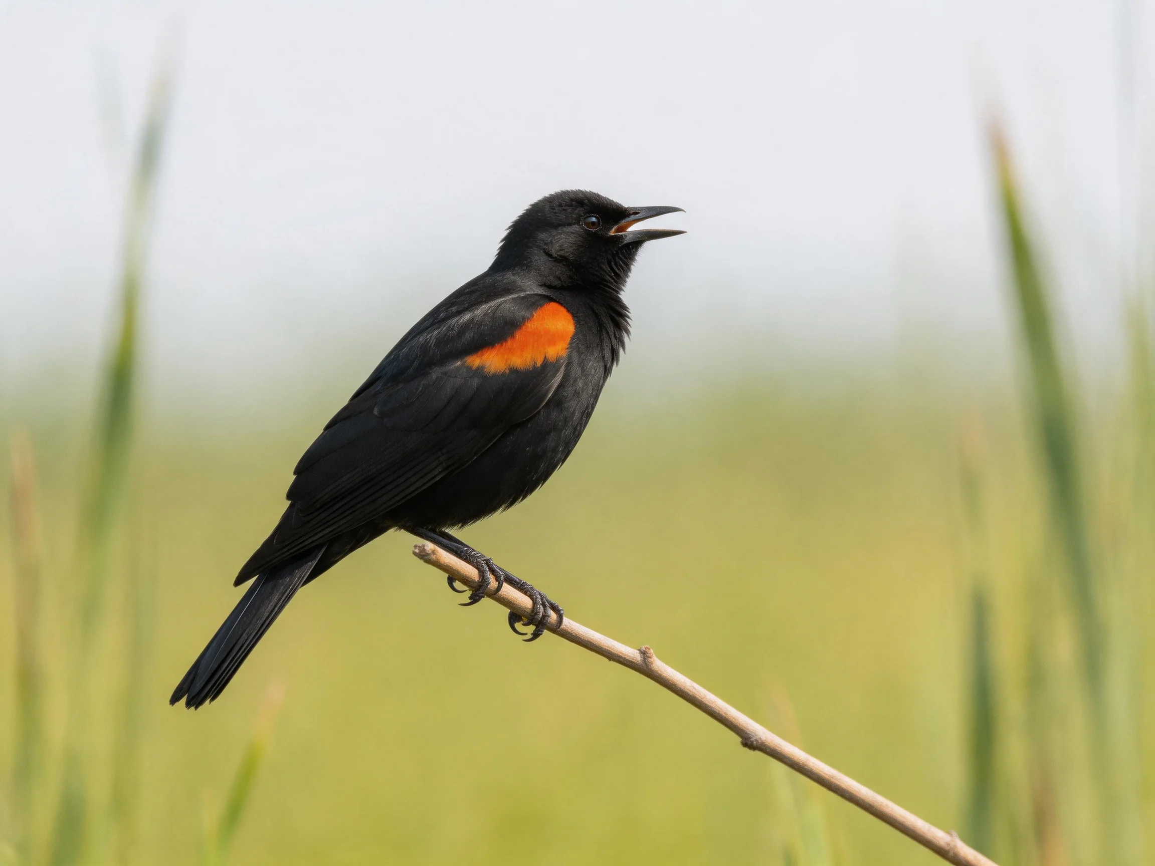 Black bird with vivid orange wing patch perched on slender branch