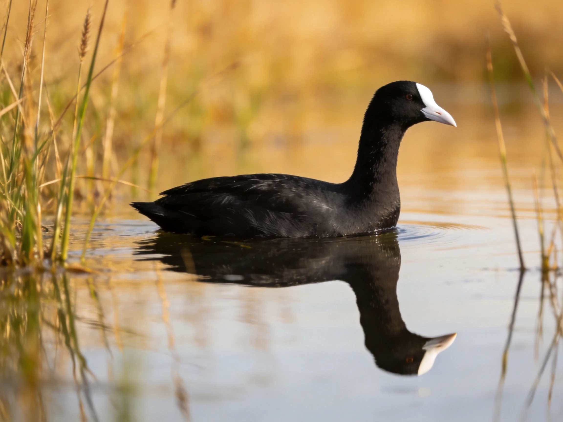 Black bird with white head patch swims in calm water amid tall reeds