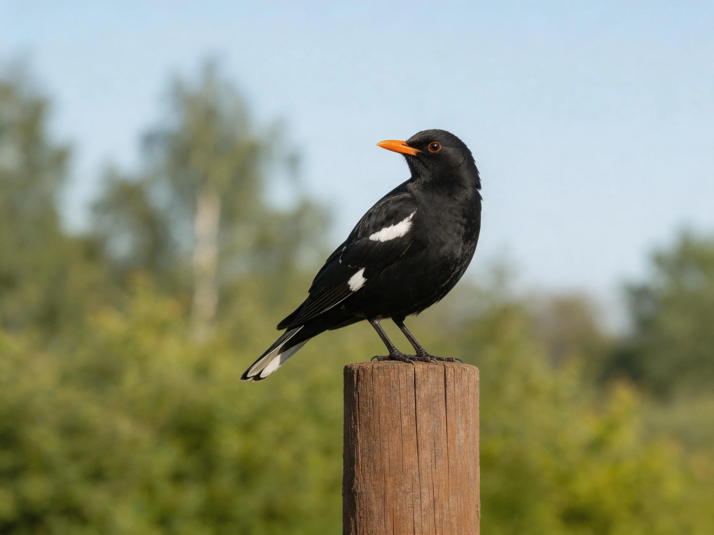 Black bird with white markings perched on wooden post