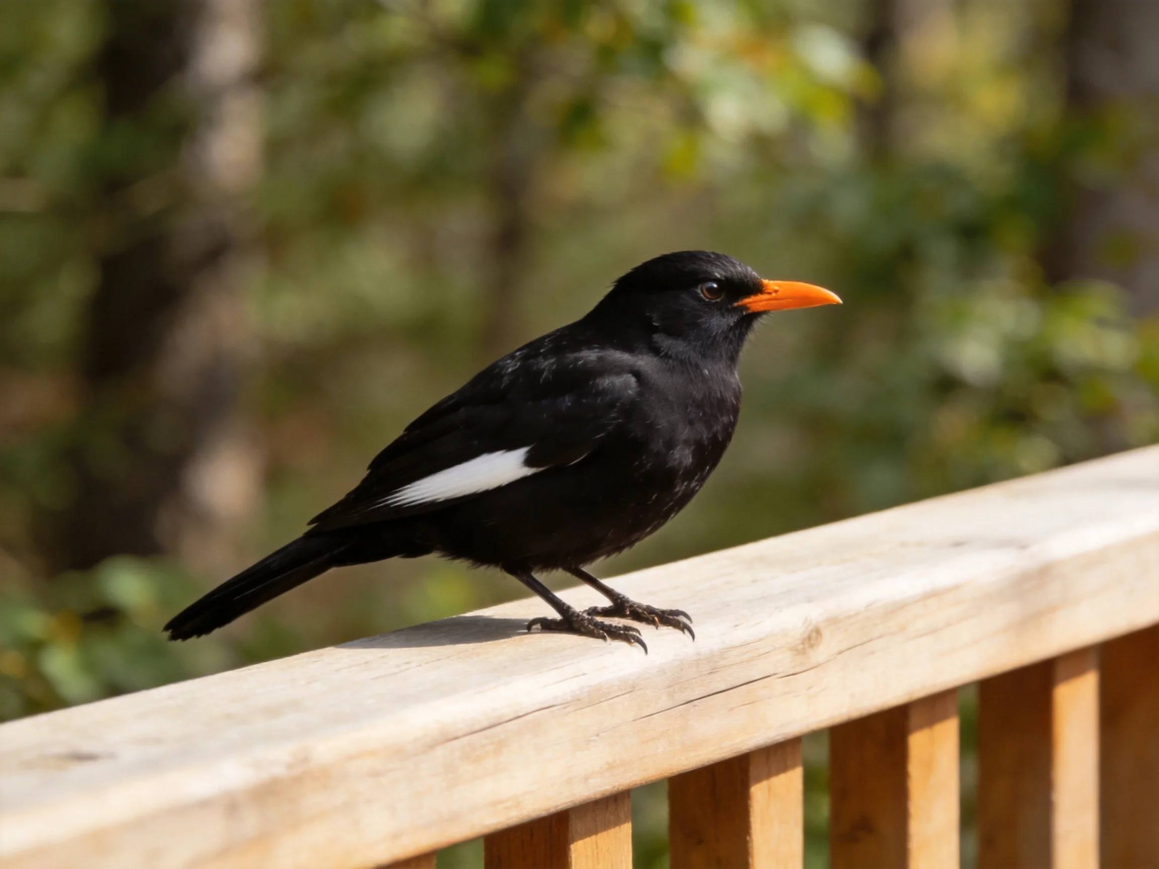 Black bird with white wing patch perched on wooden railing